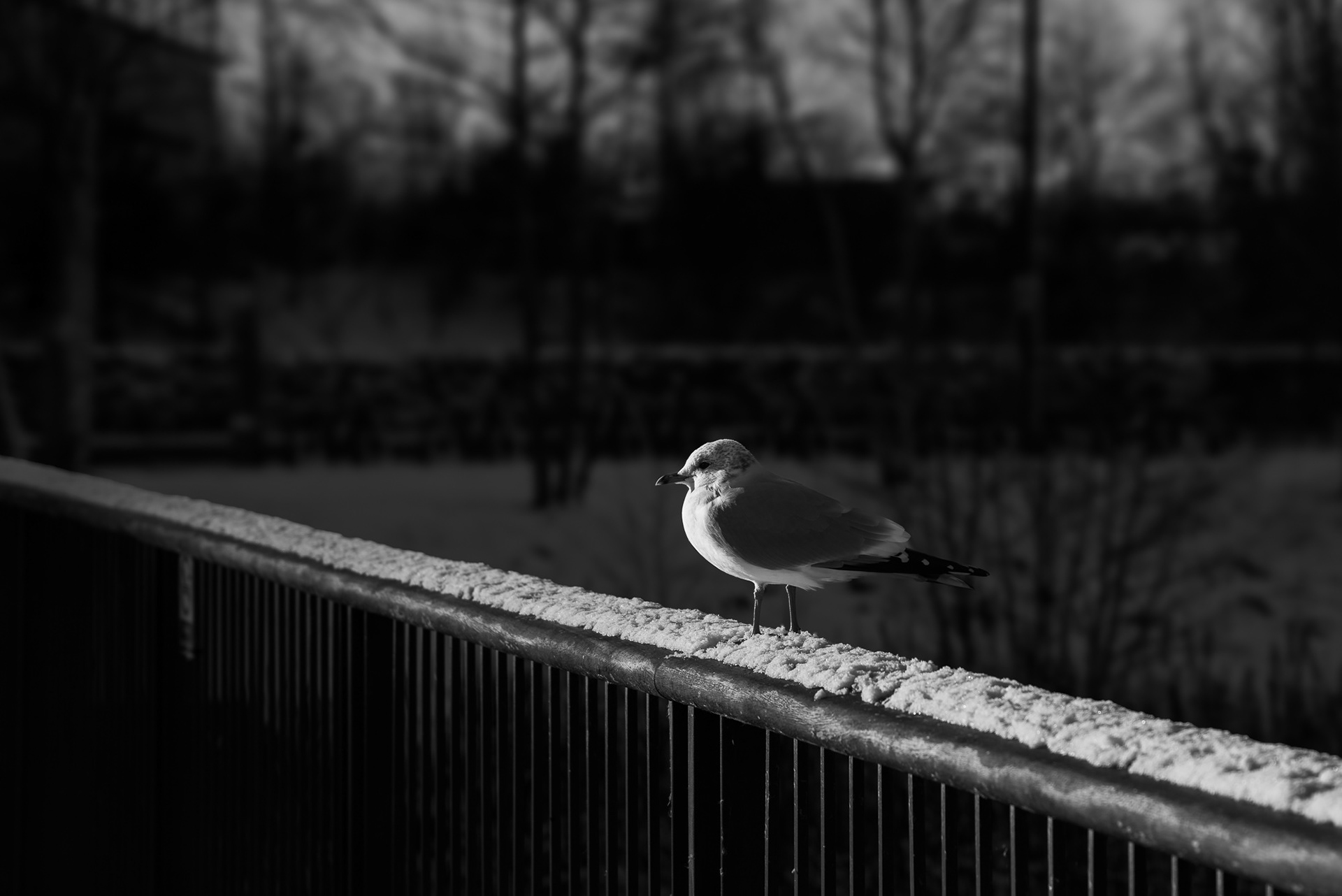 Seagull, Inverness