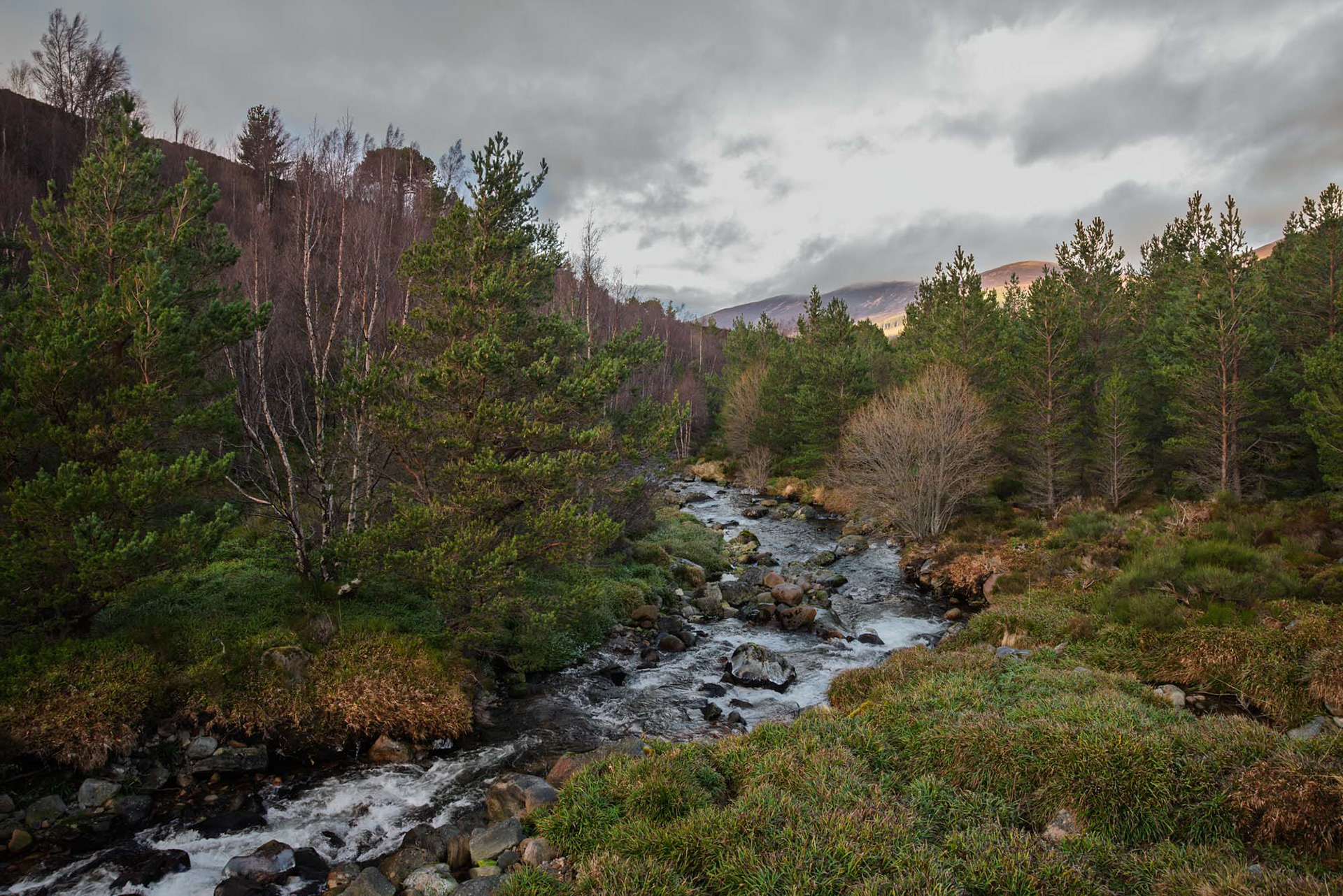Cairngorm Reindeer Centre, Scotland
