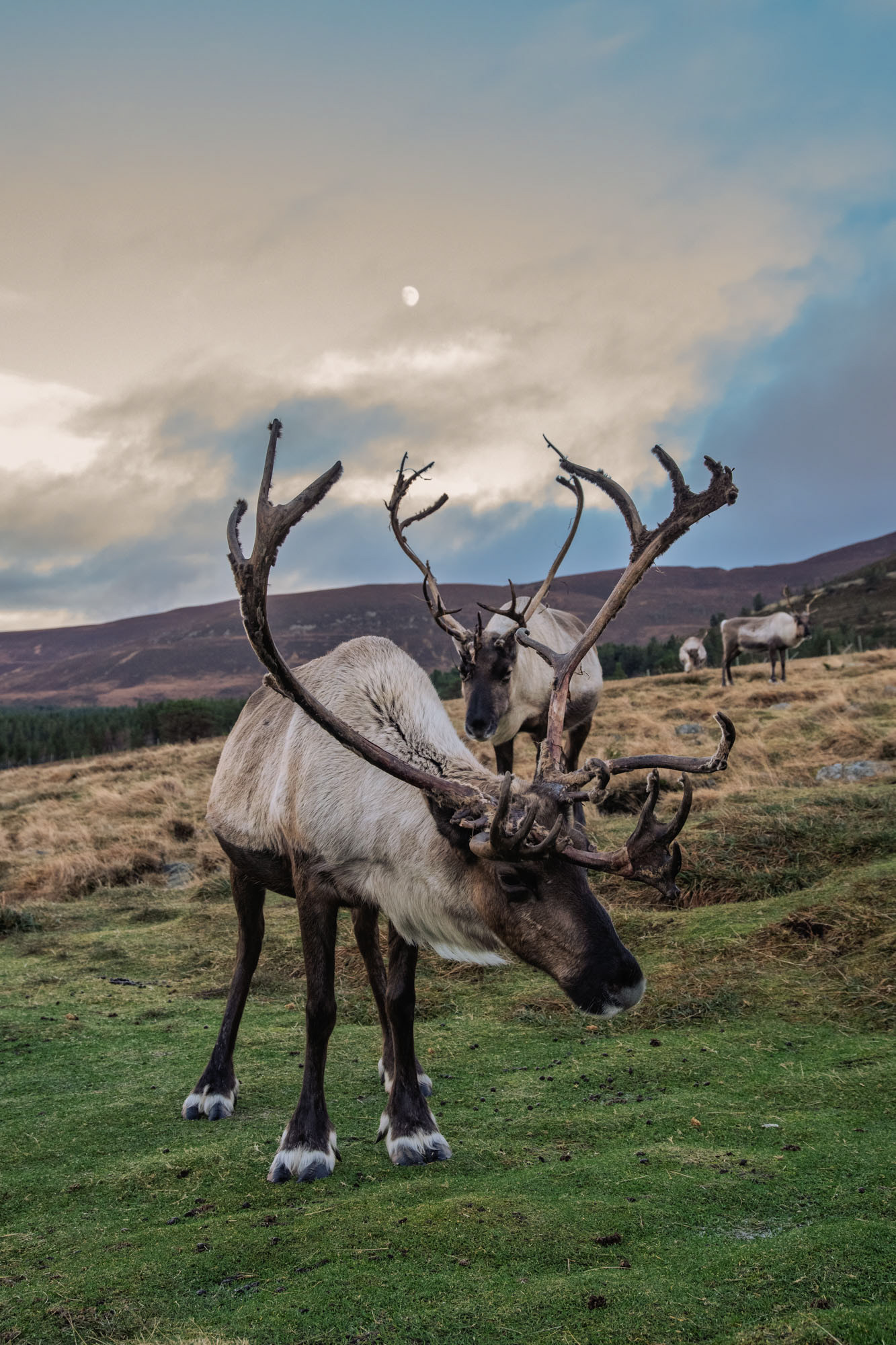 Cairngorm Reindeer Herd, Scotland
