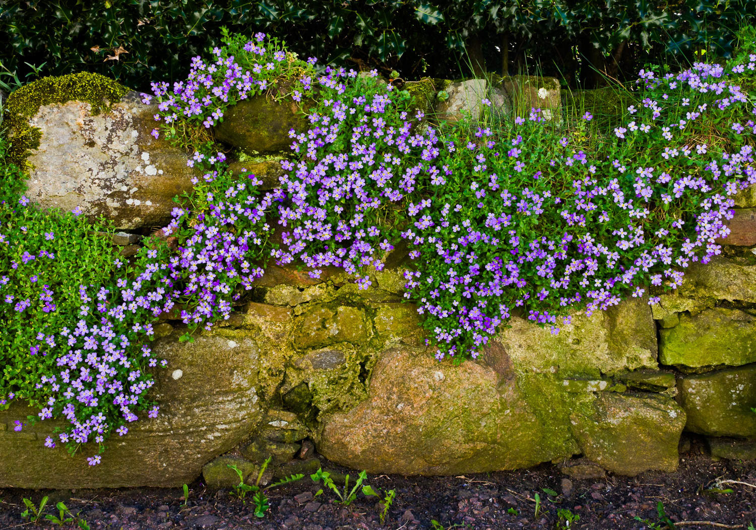 Flowers at neighborhood