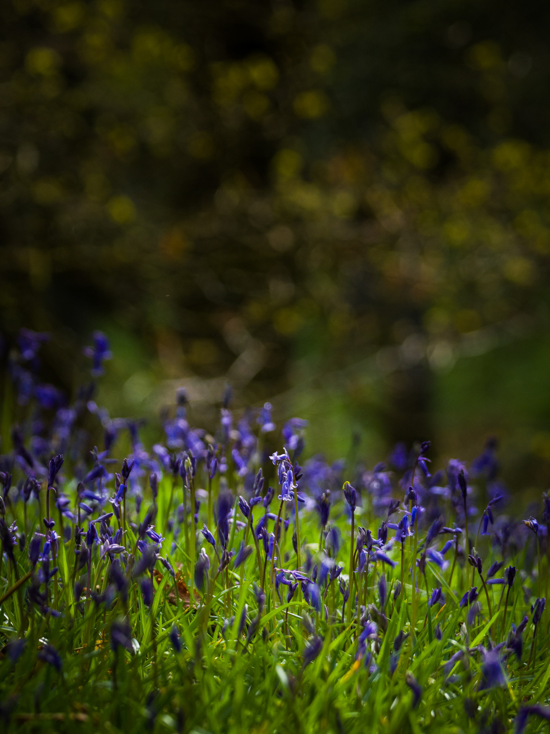 Kinclaven Bluebell Wood 