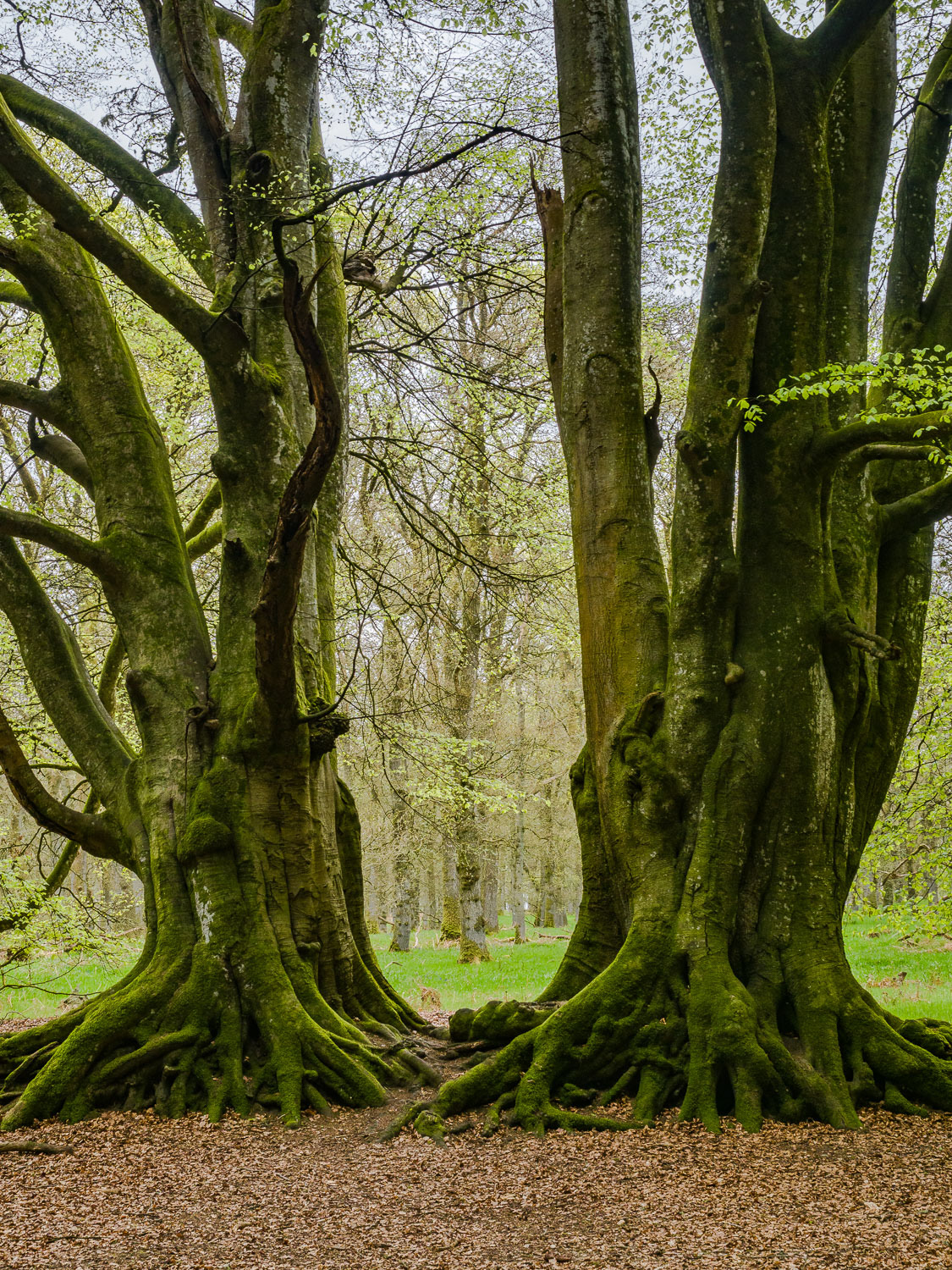 Old trees, Kinclaven Bluebell Wood 