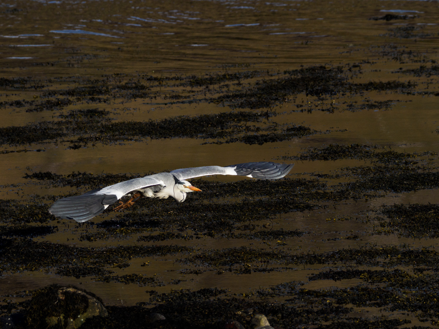 Grey heron, Loch Alsh
