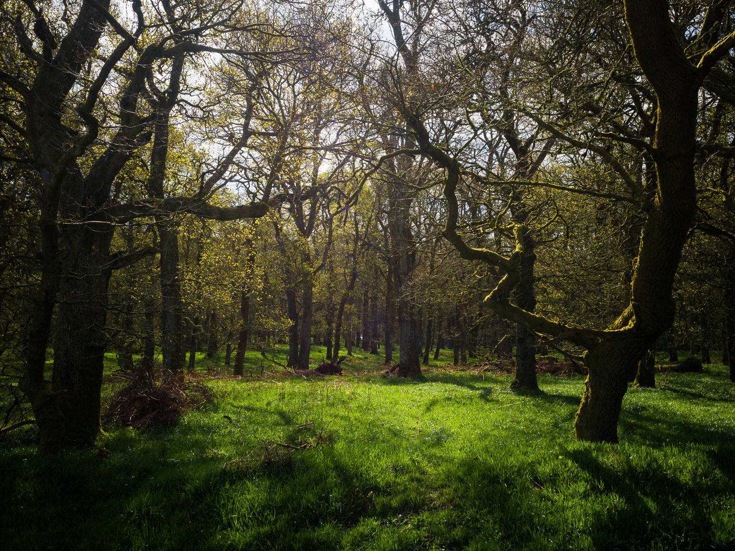 Kinclaven Bluebell Wood 