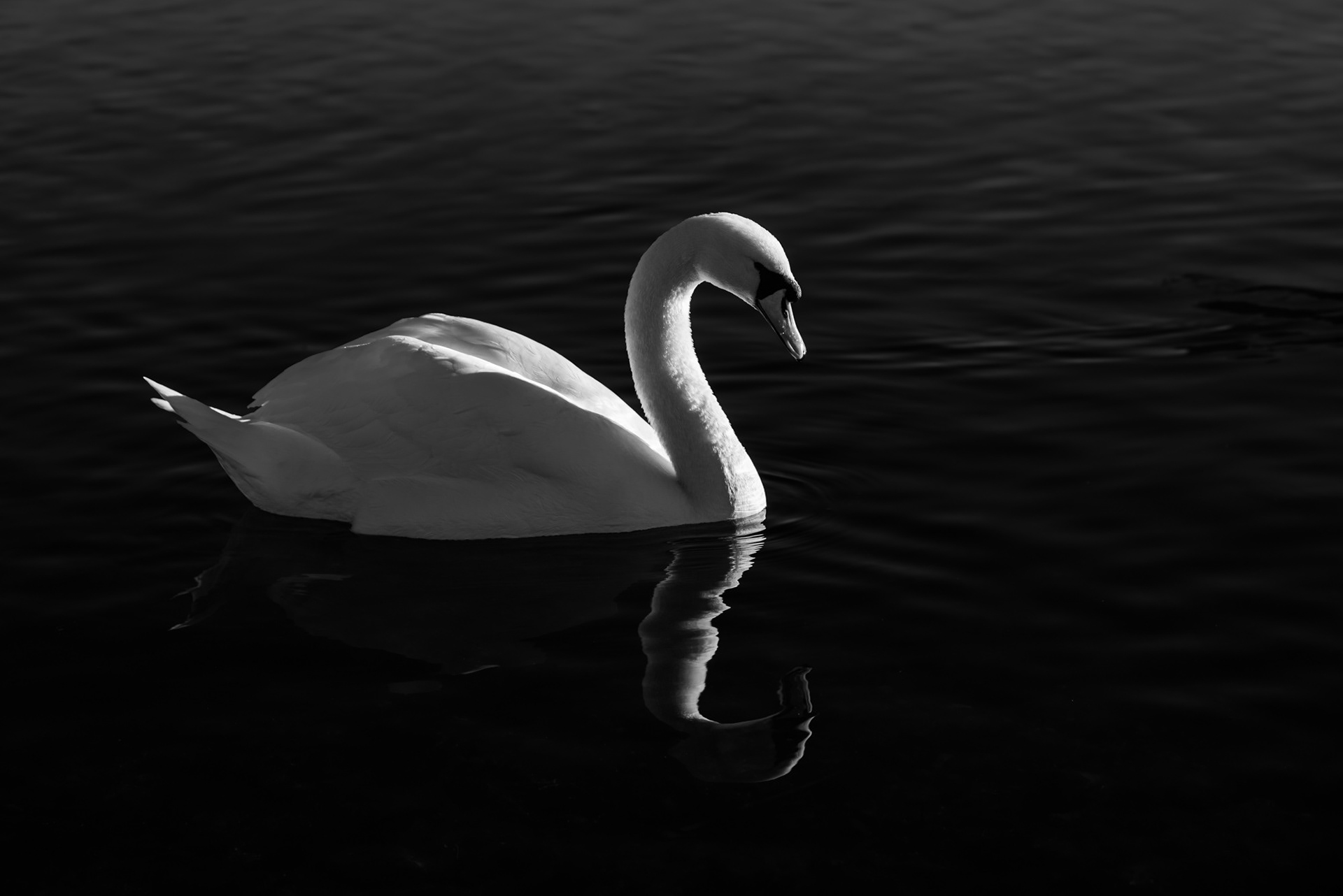 Goose, UK