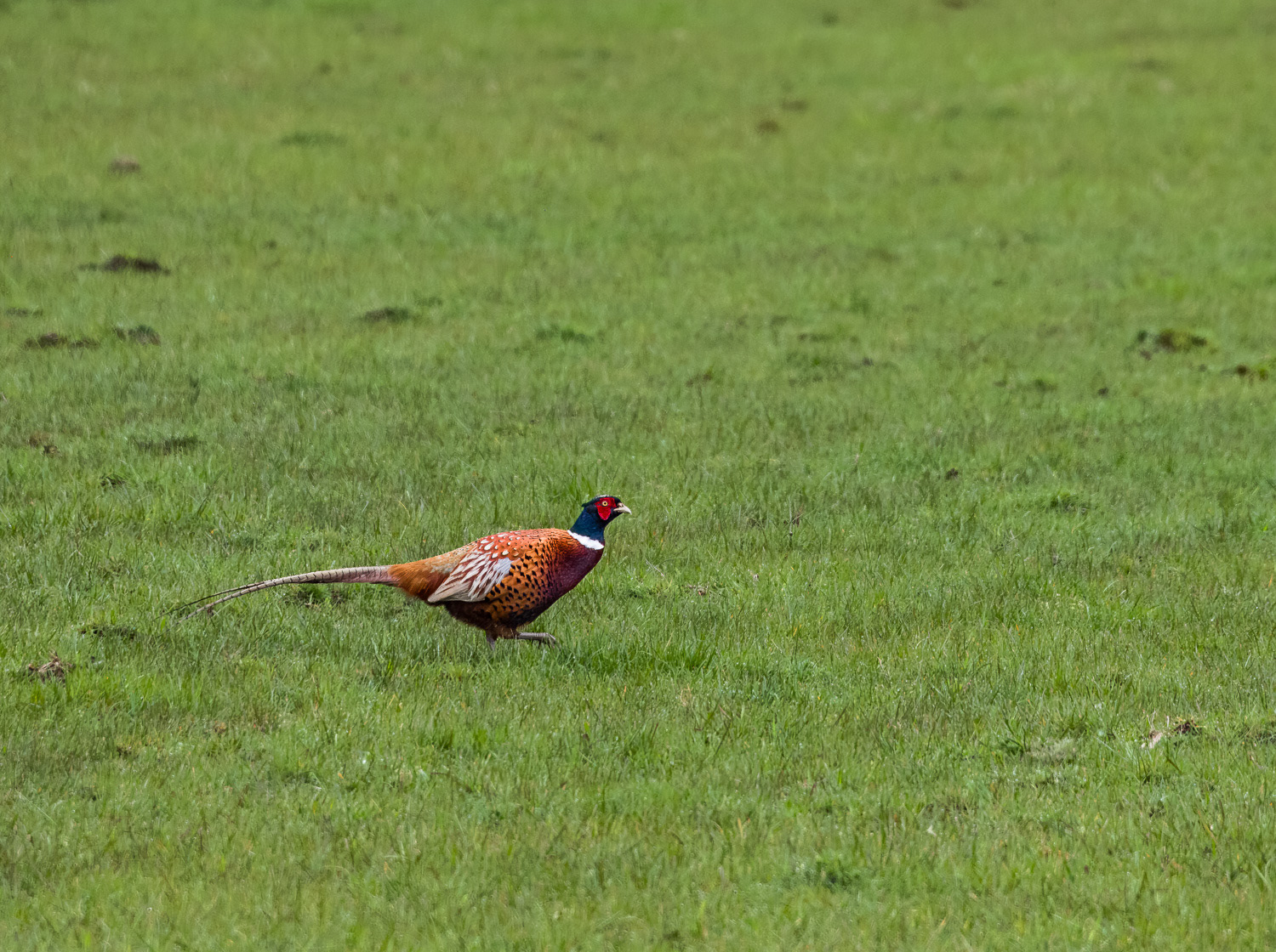 Pheasant