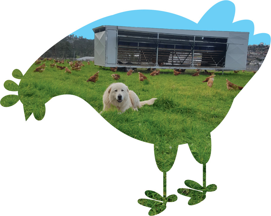 Silhouette of hen from logo used to contour photograph of free range egg farm.