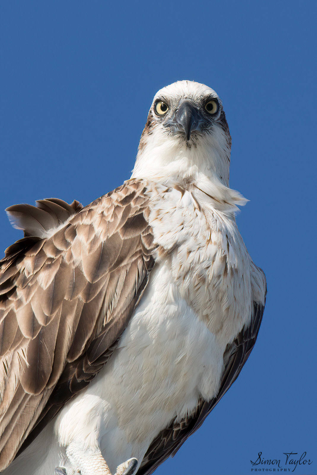 Eastern Osprey (Pandion haliaetus) 001