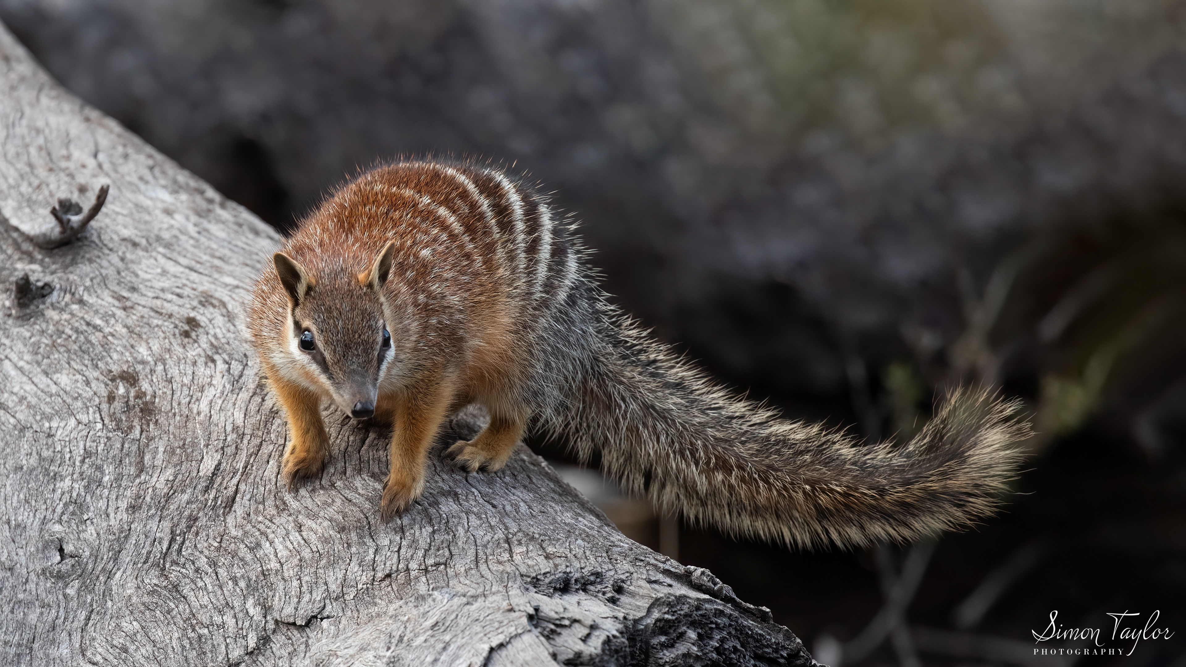 Numbat (Myrmecobius fasciatus) 004