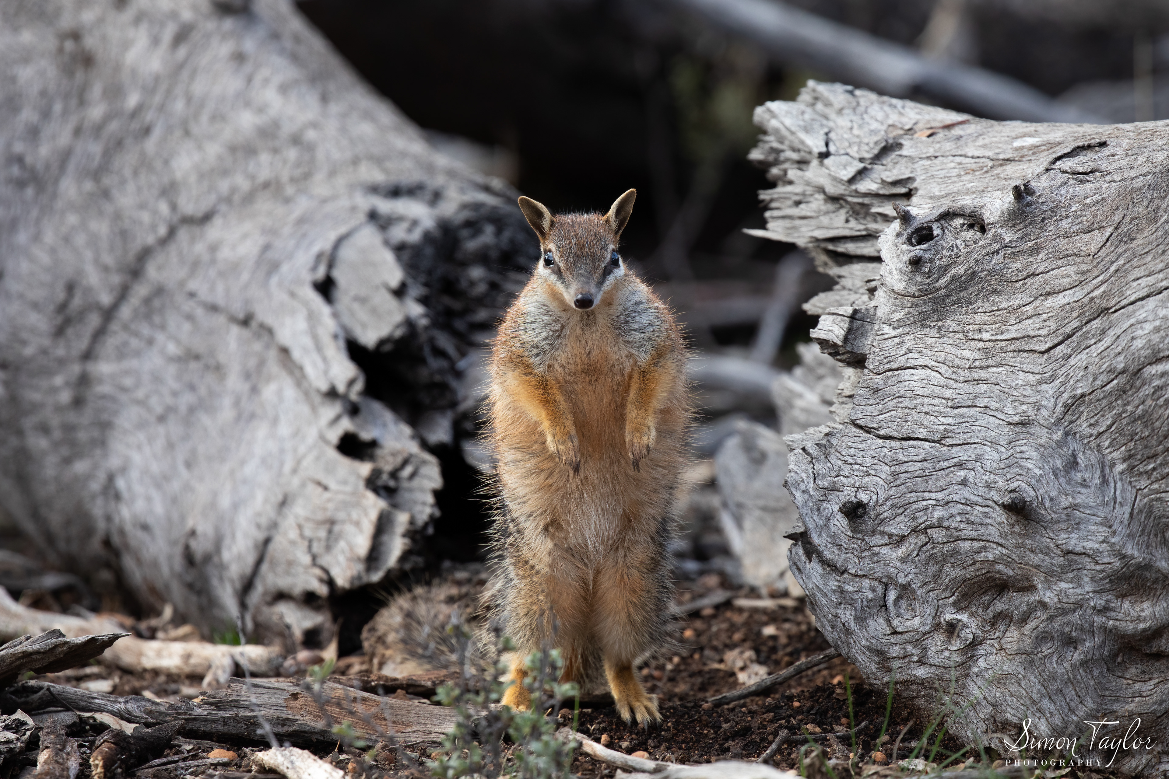 Numbat (Myrmecobius fasciatus) 002
