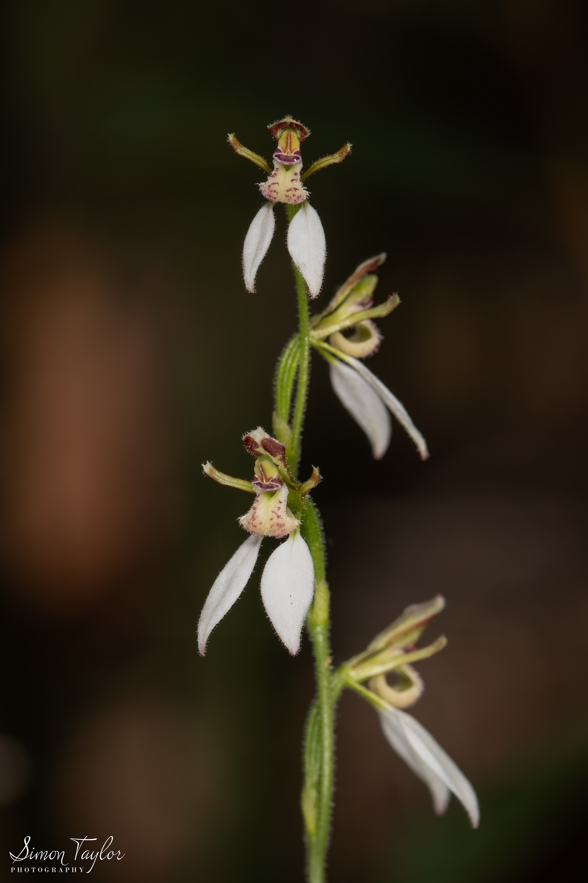 Eriochilus dilatatus subsp. multiflorus - Common Bunny Orchid 001