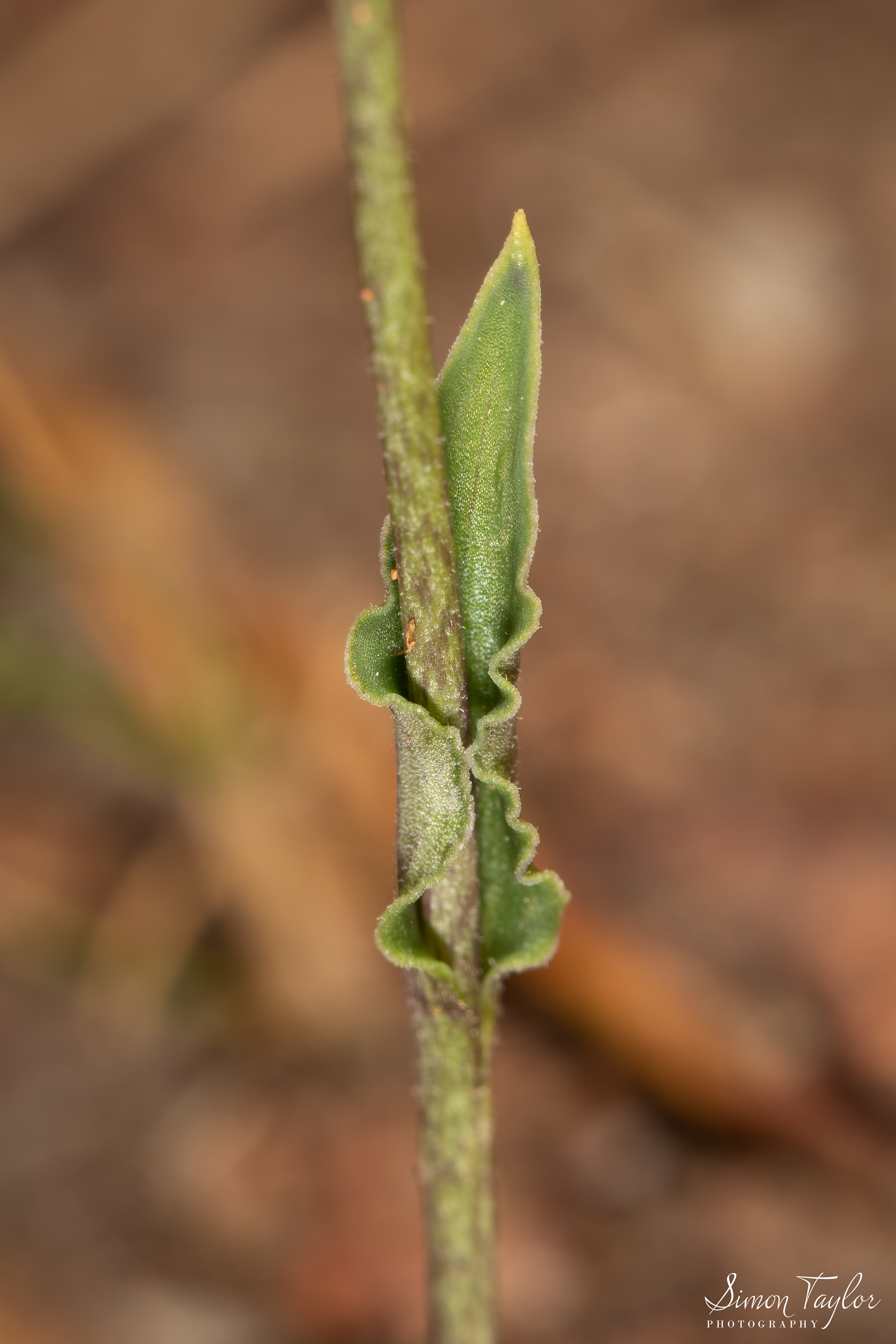 Eriochilus dilatatus subsp. undulatus - Crinkle-leafed Bunny Orchid 002