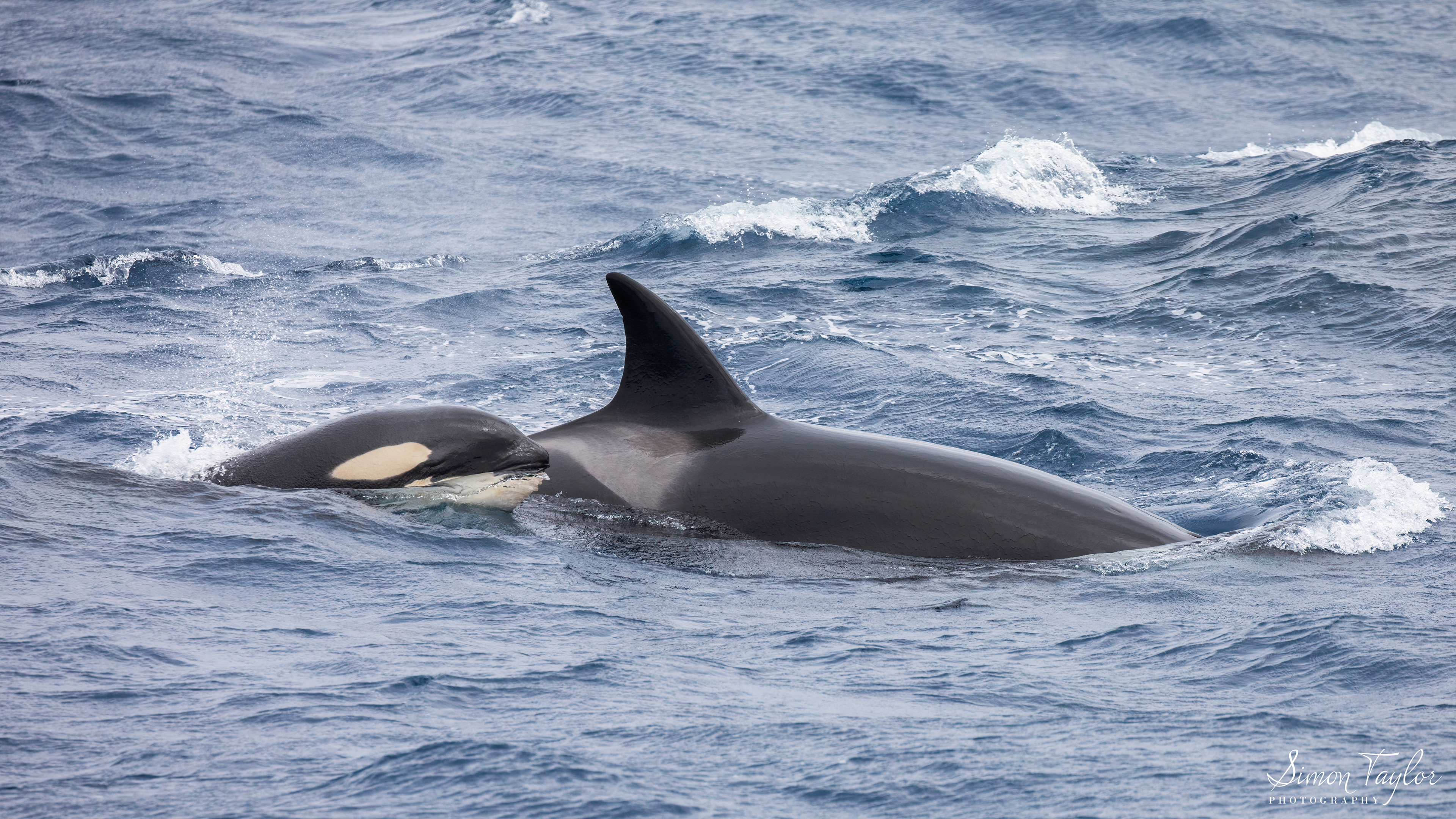 Orca (Orcinus orca) 002