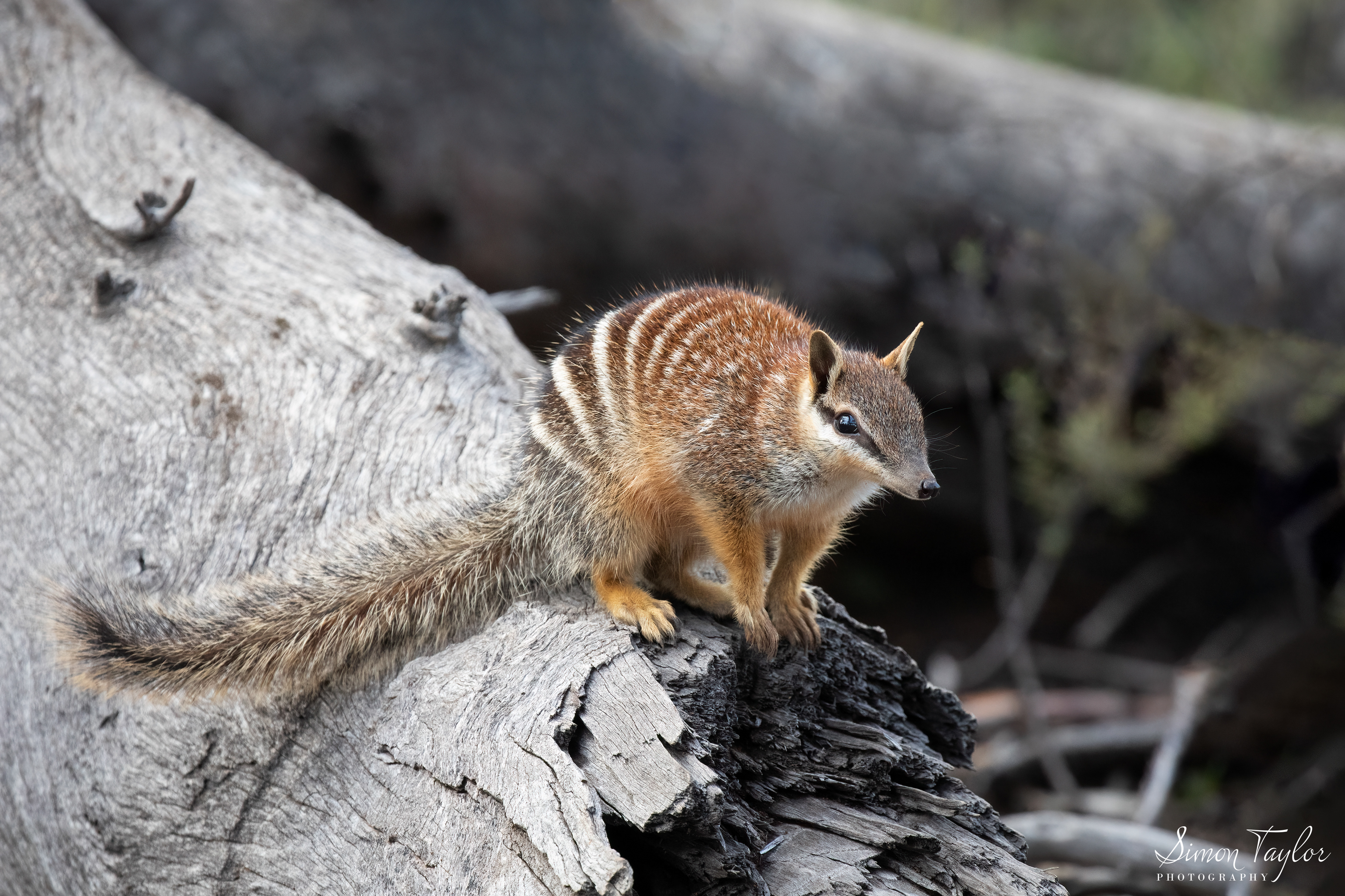 Numbat (Myrmecobius fasciatus) 003