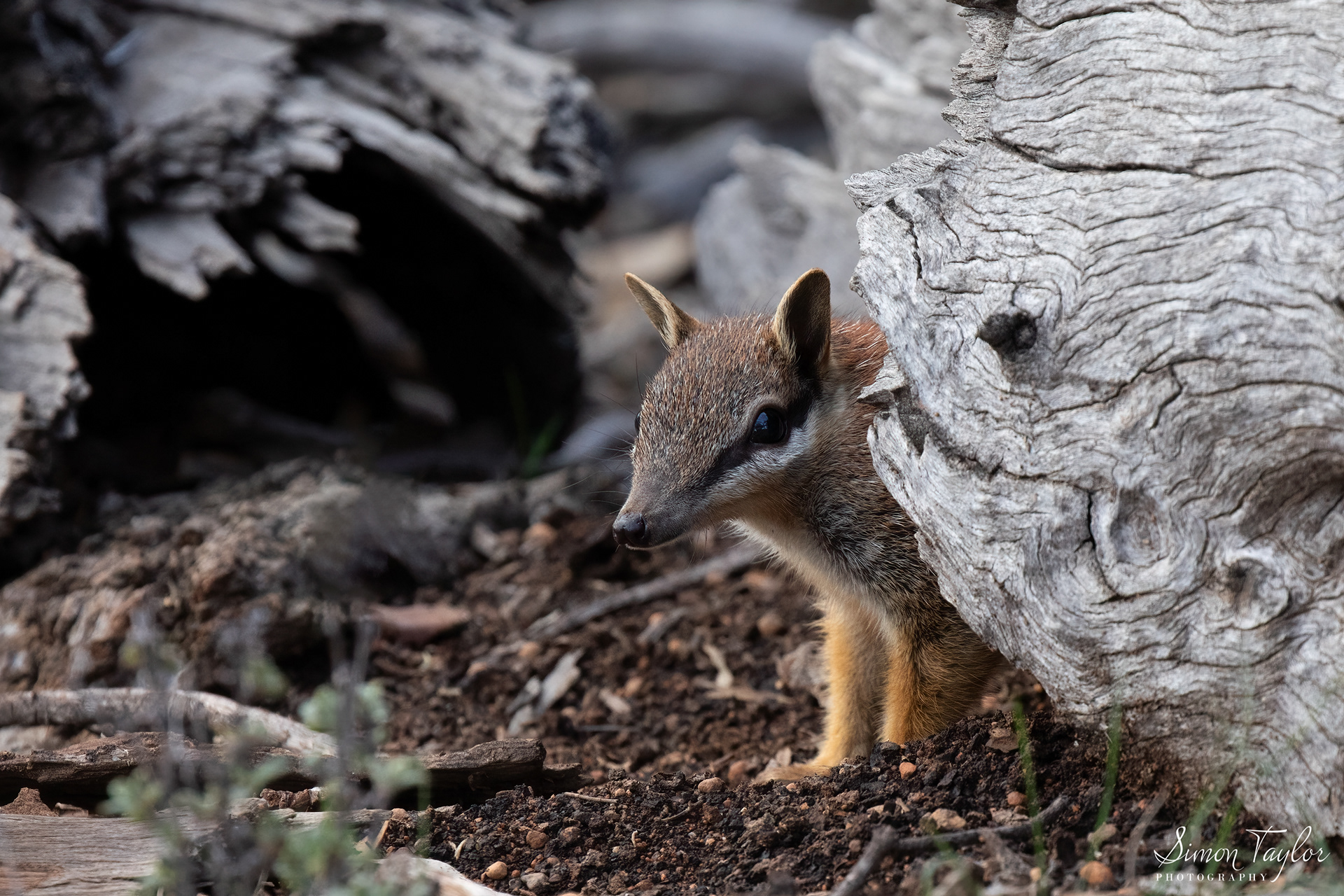 Numbat (Myrmecobius fasciatus) 001