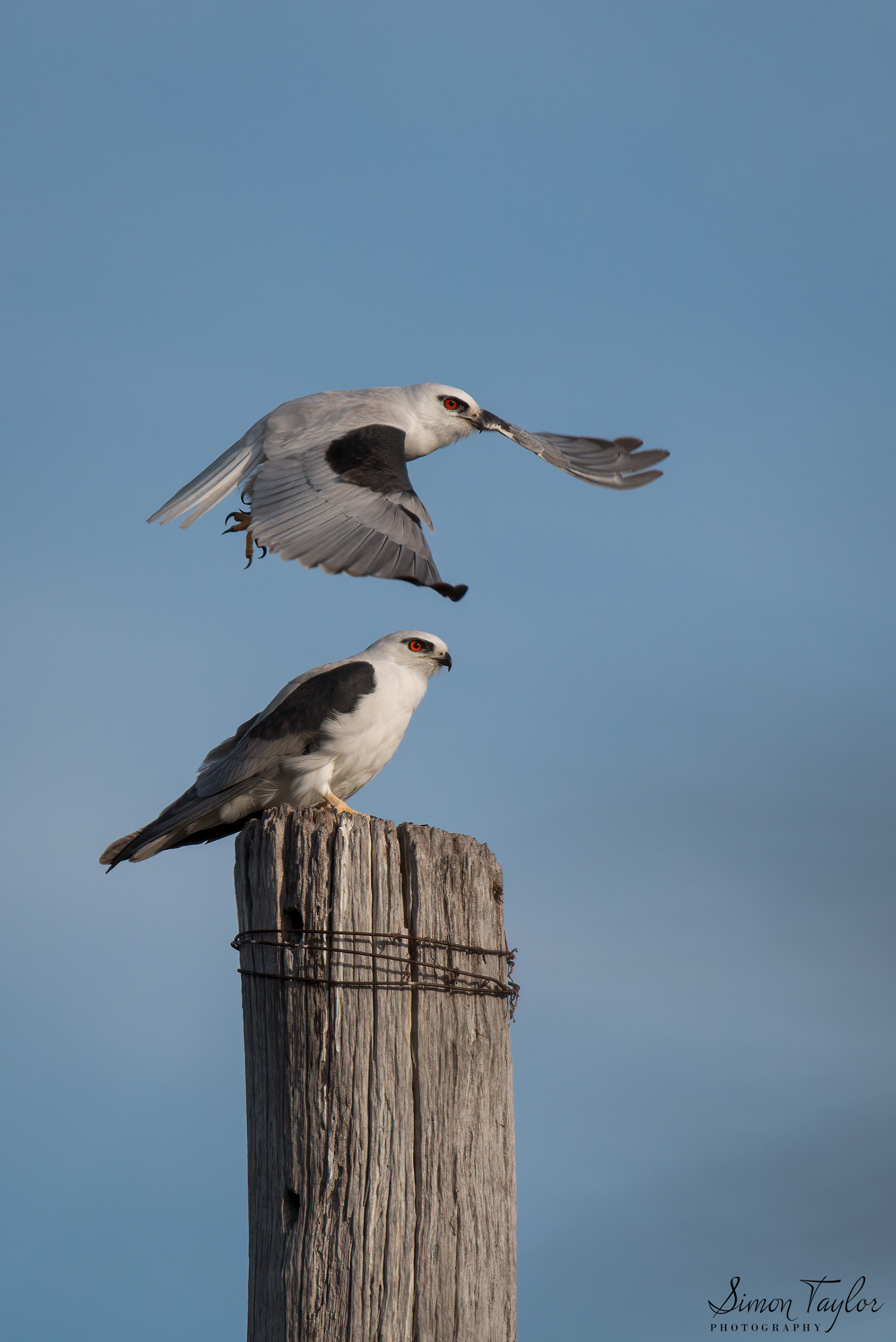 Black-shouldered Kite (Elanus axillaris)