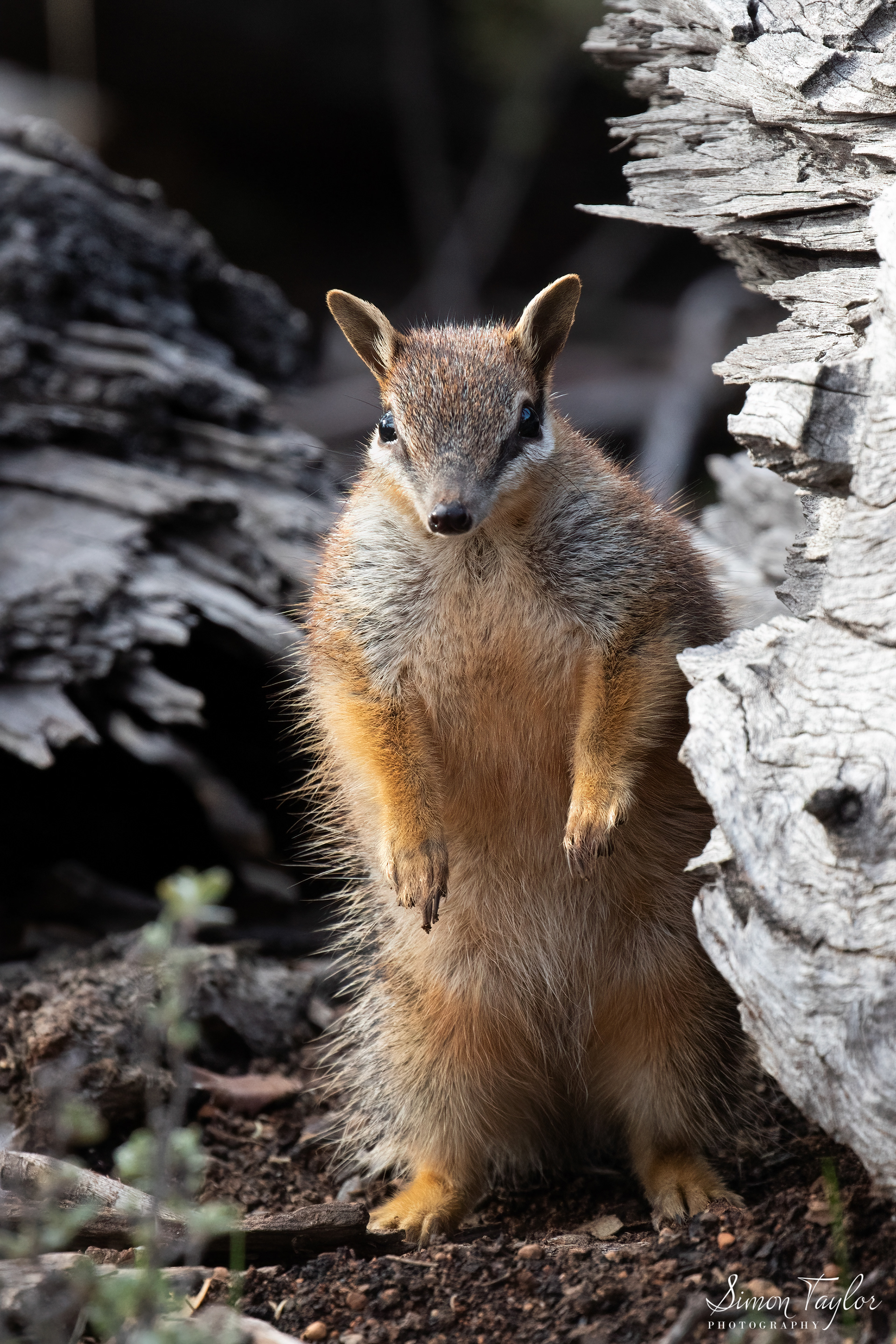 Numbat (Myrmecobius fasciatus) 006