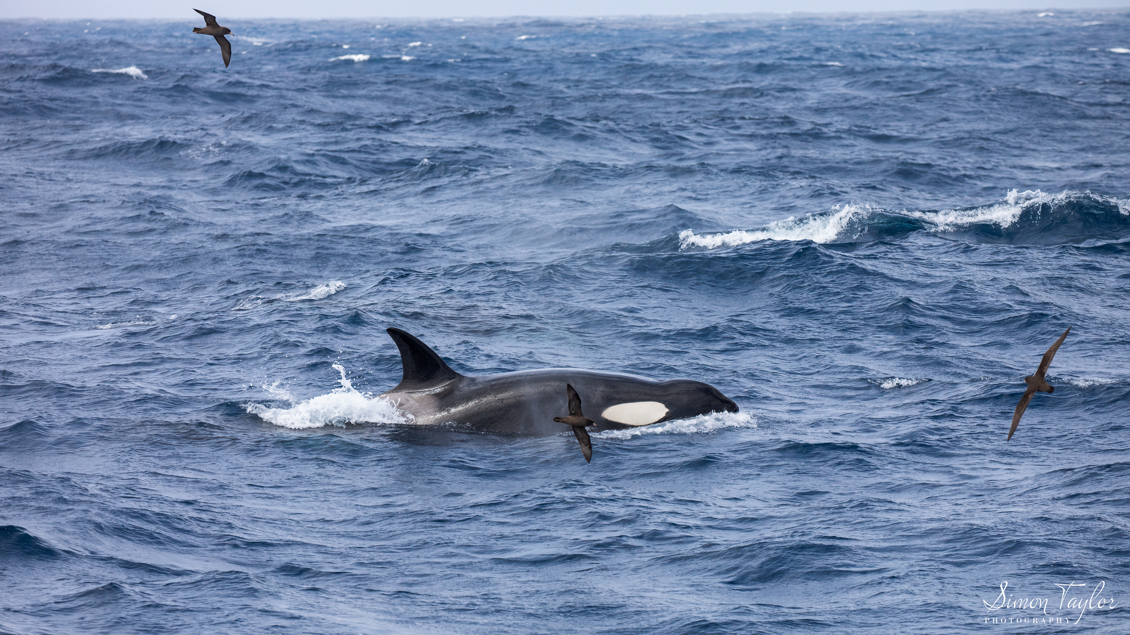 Orca (Orcinus orca) 001