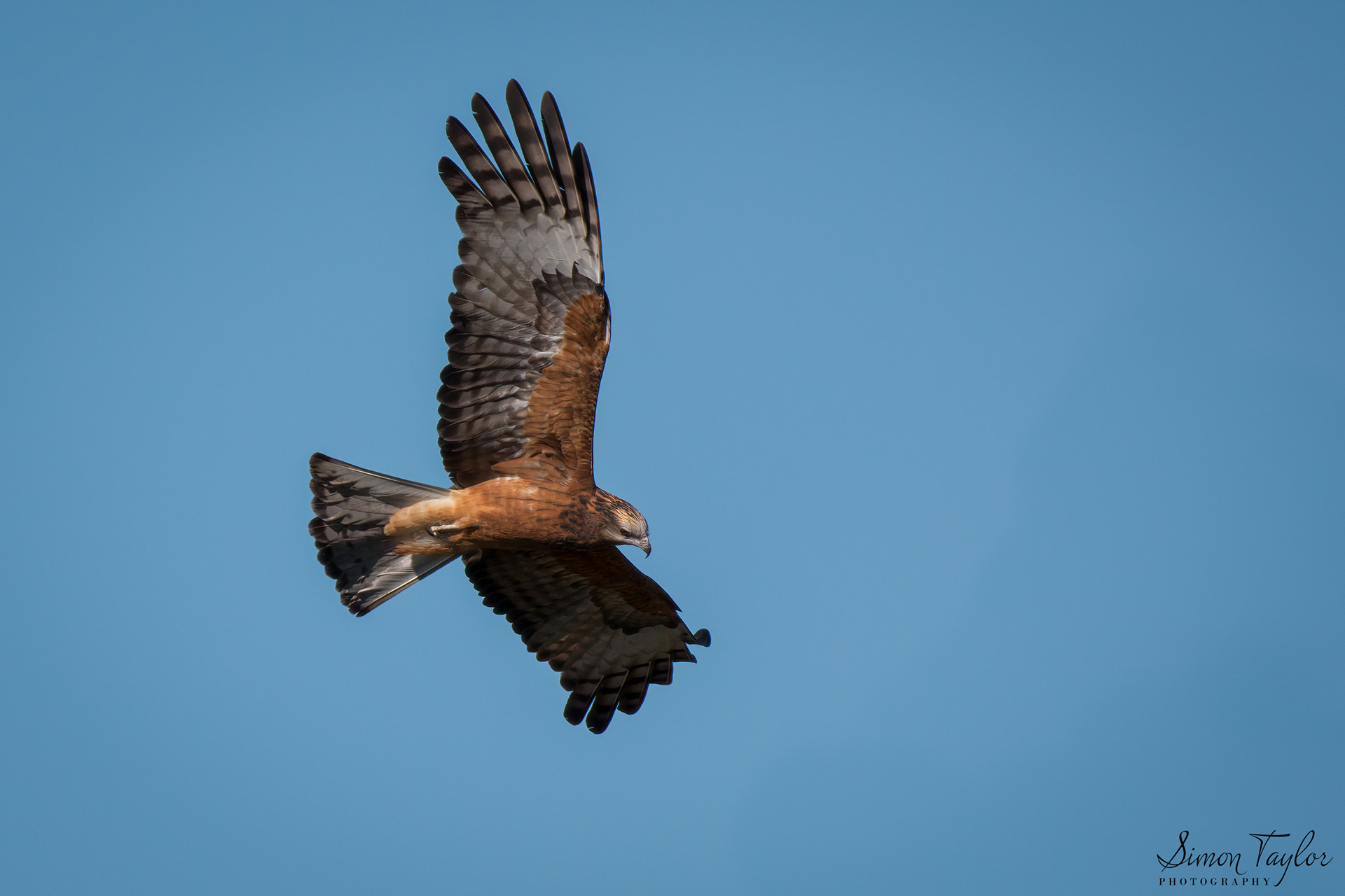 Square-tailed Kite (Lophoictinia isura)