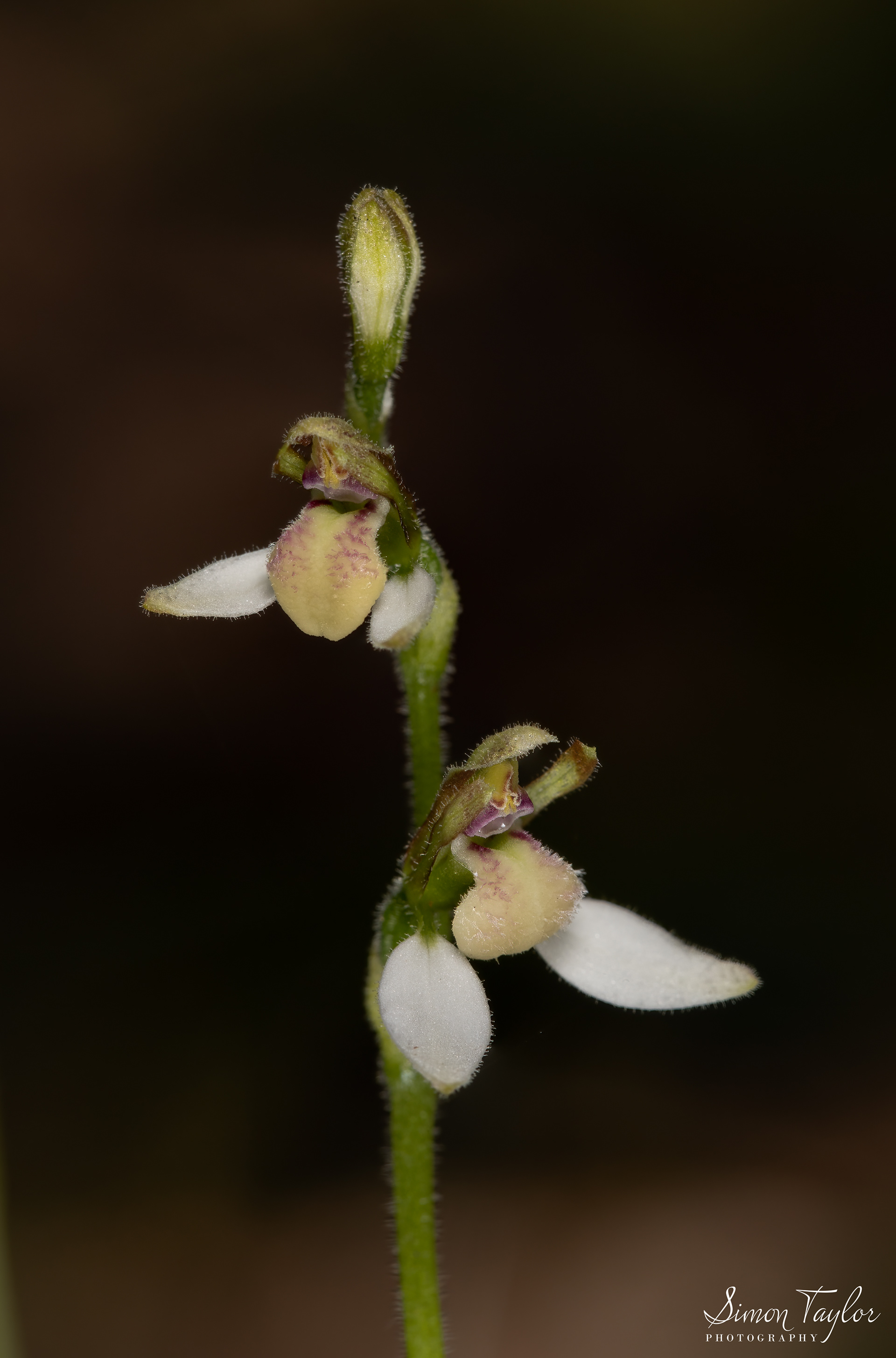 Eriochilus dilatatus subsp. multiflorus - Common Bunny Orchid 002