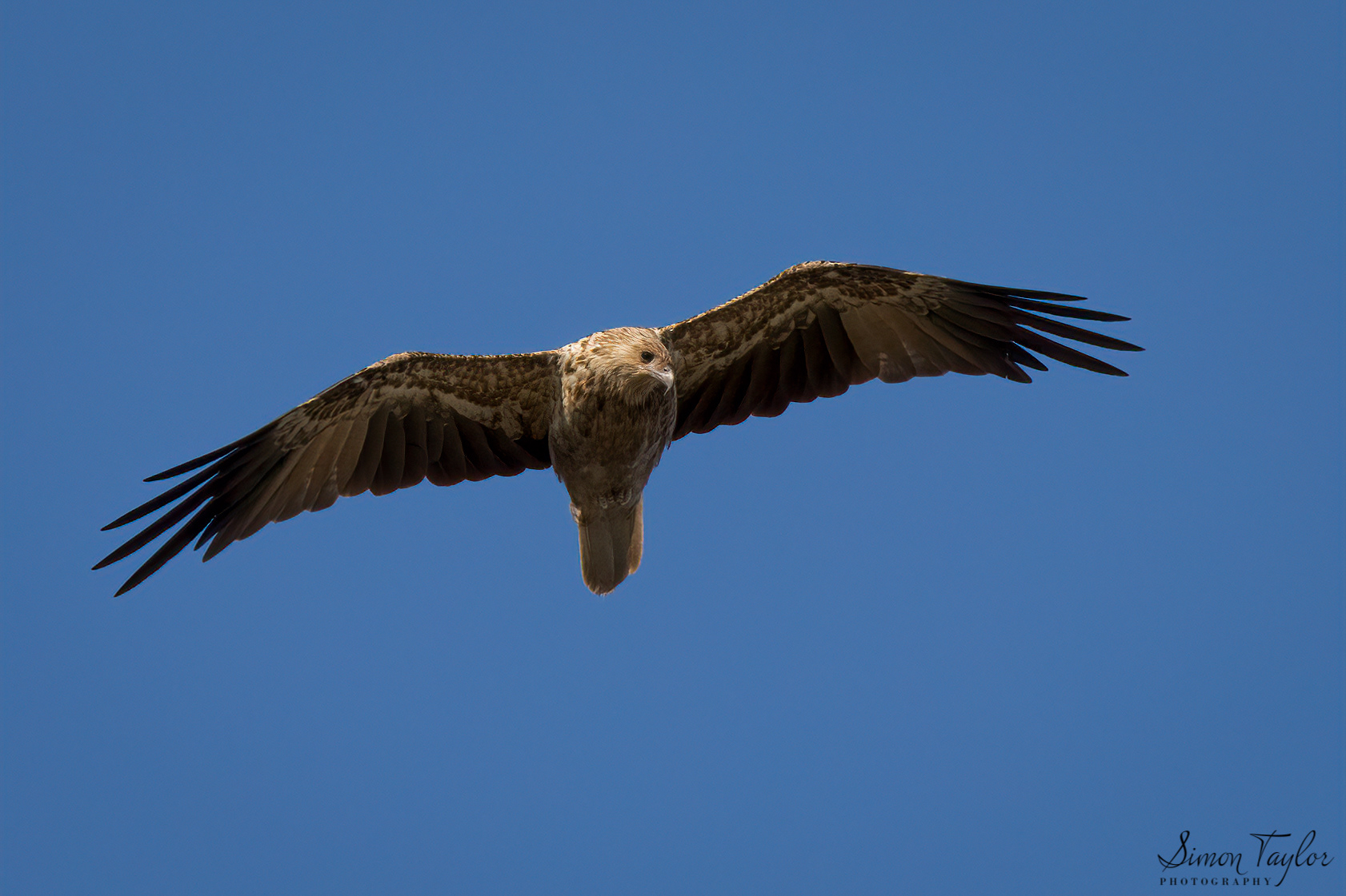 Whistling Kite (Haliastur sphenurus)