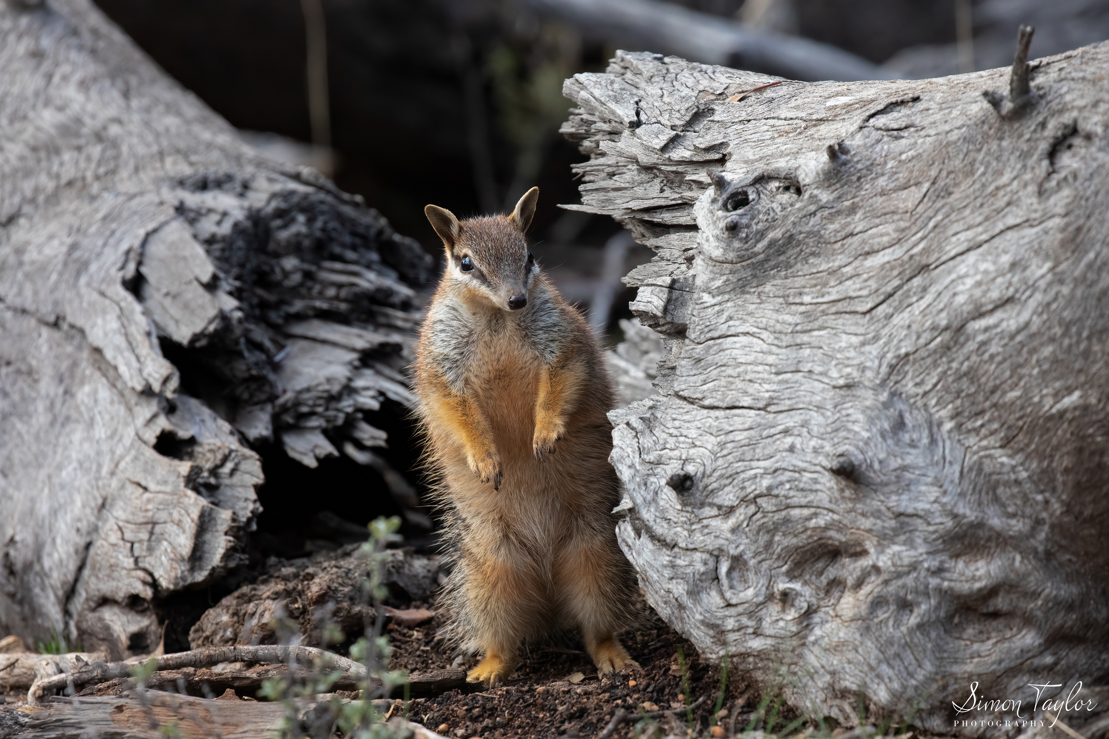 Numbat (Myrmecobius fasciatus) 005