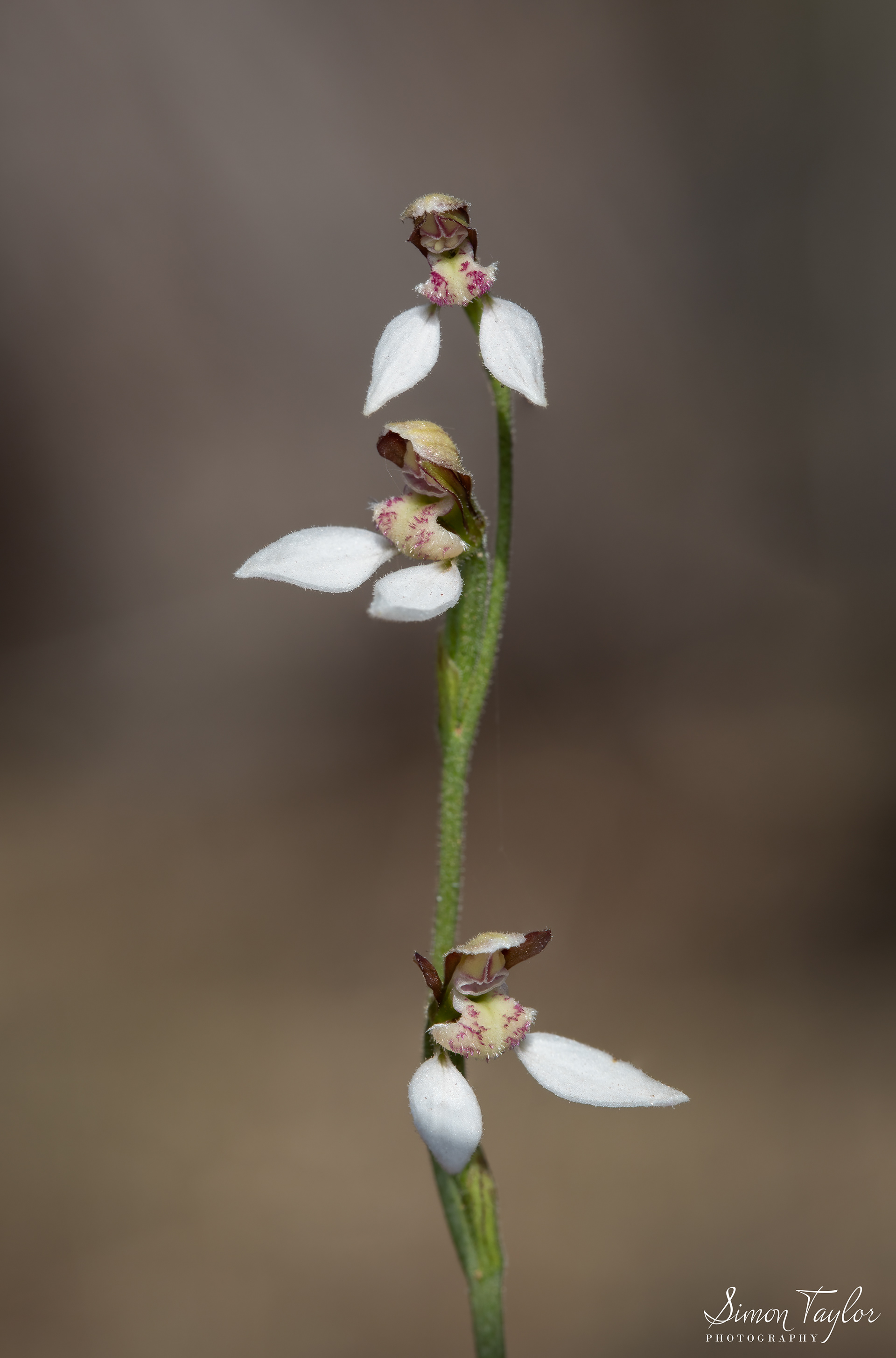 Eriochilus dilatatus subsp. undulatus - Crinkle-leafed Bunny Orchid 001