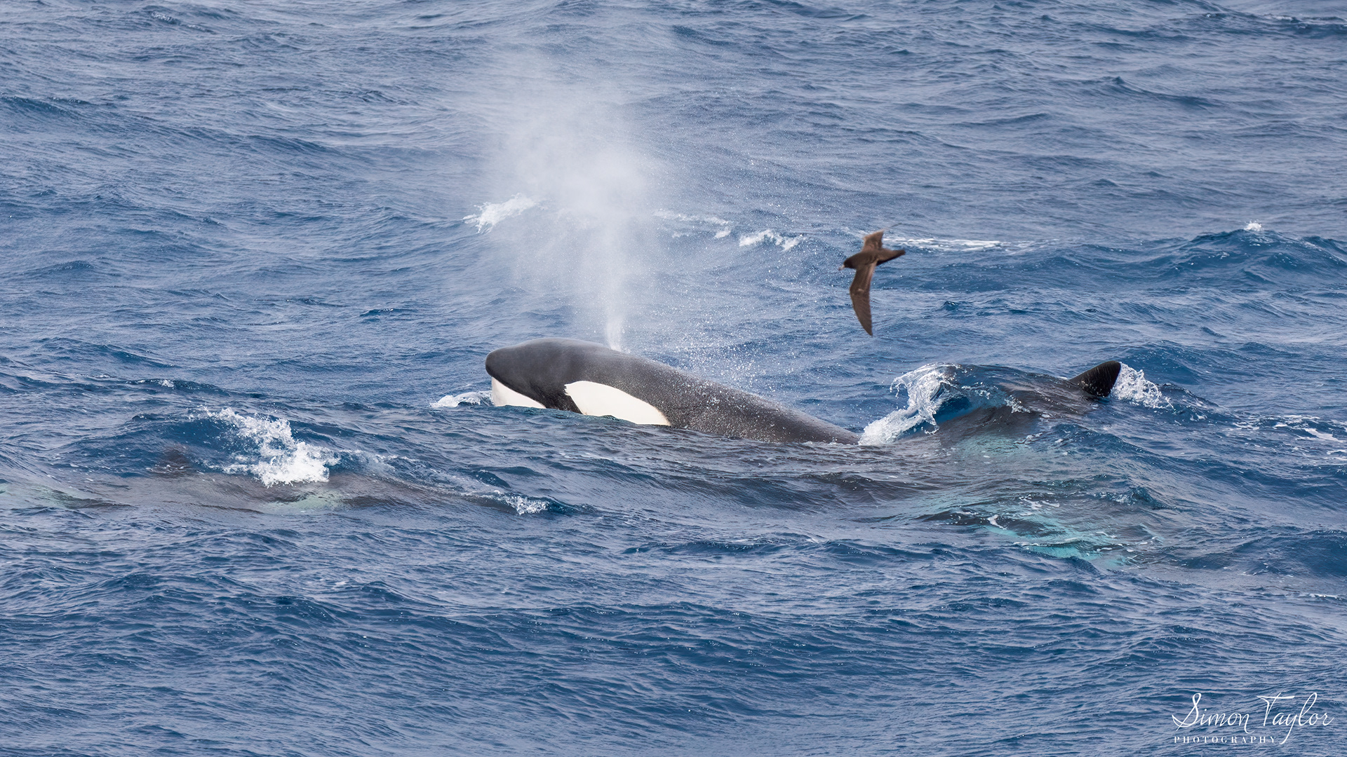 Orca (Orcinus orca) 003