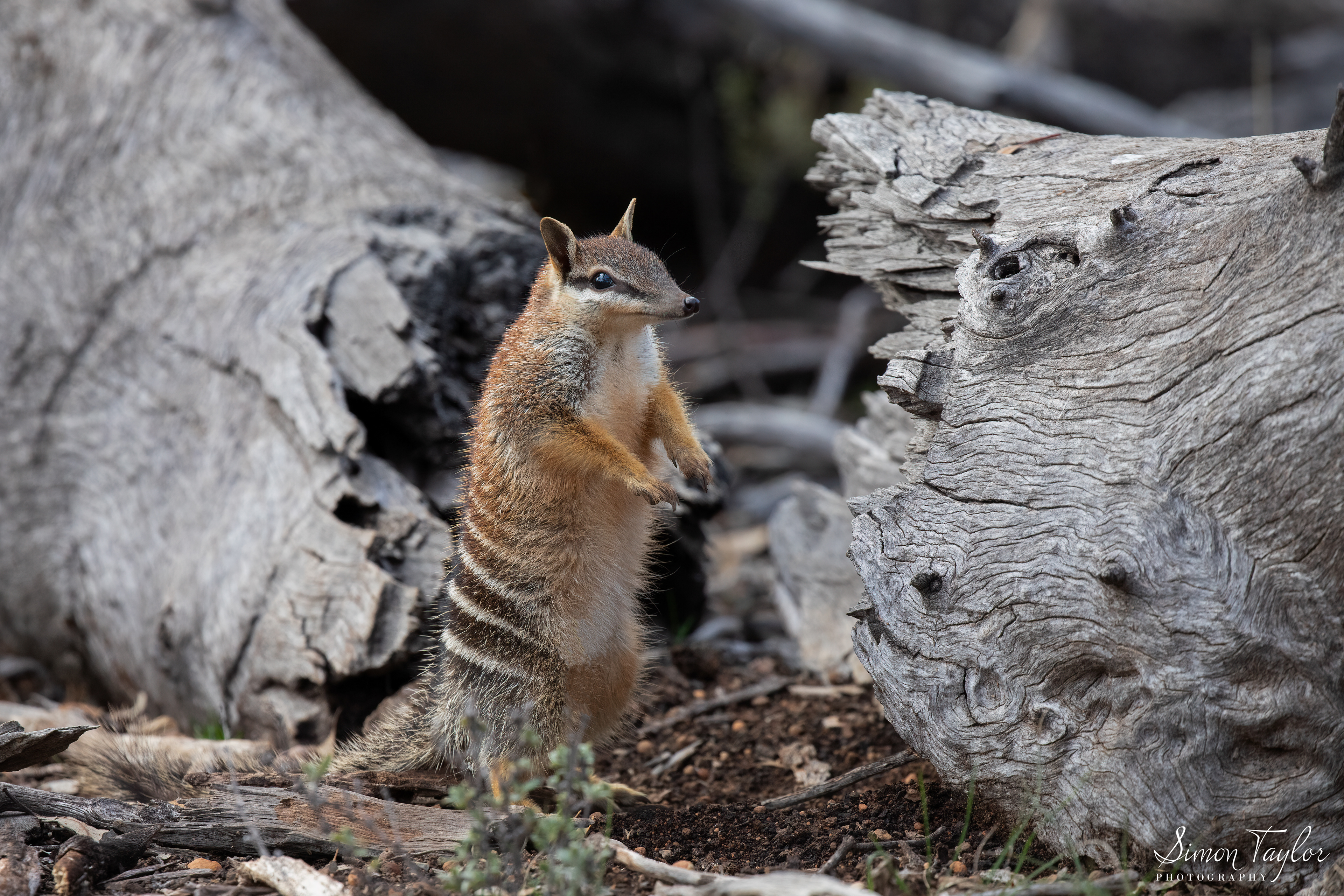 Numbat (Myrmecobius fasciatus) 007