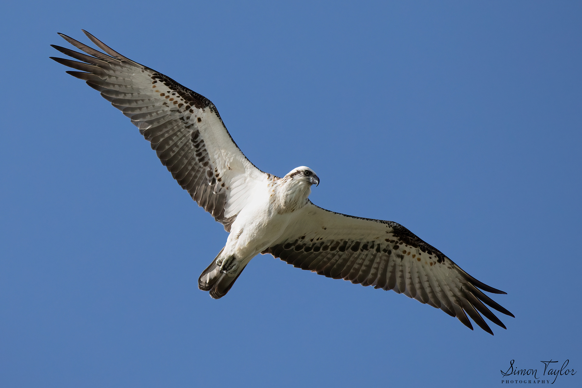 Eastern Osprey (Pandion haliaetus) 002