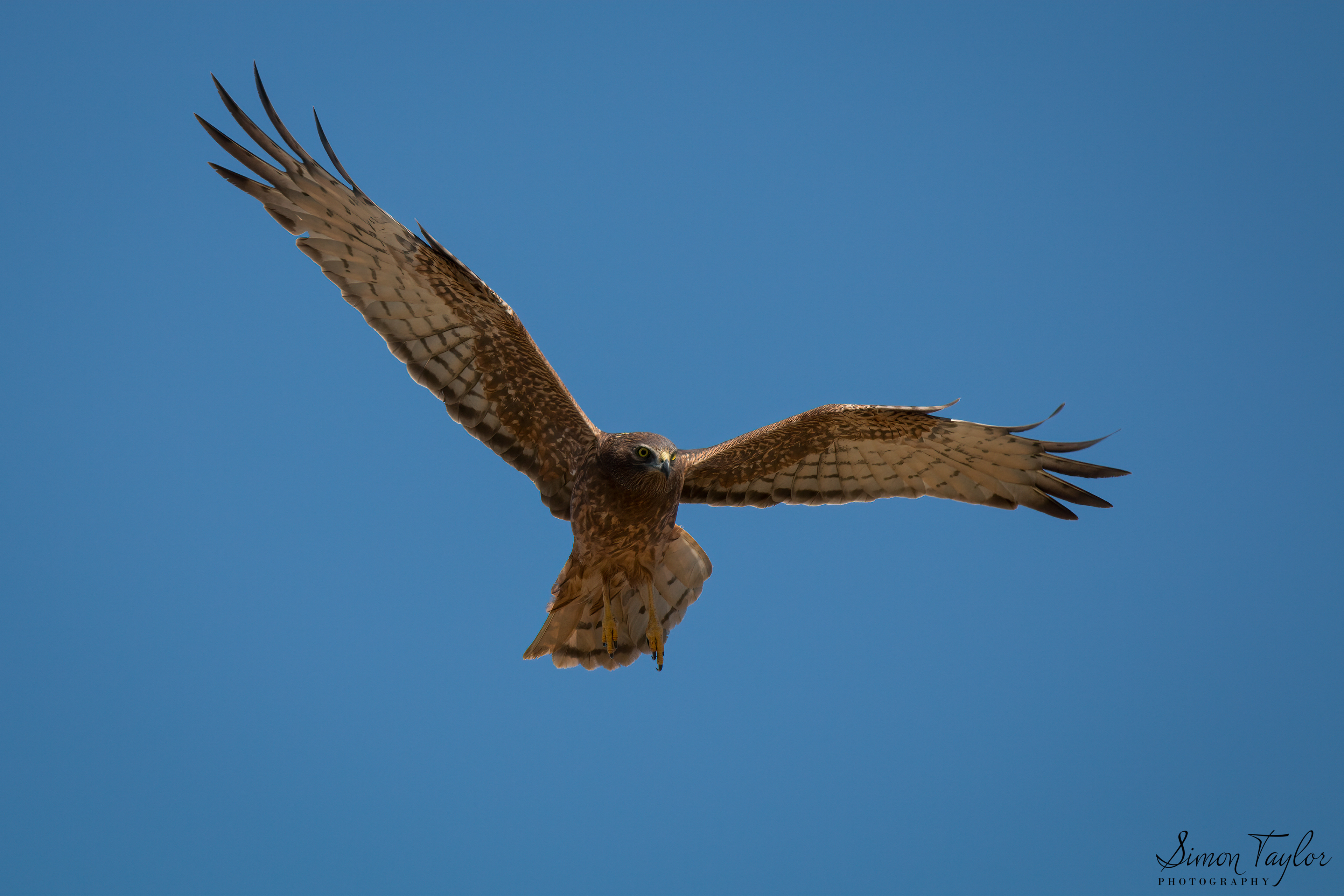 Swamp Harrier (Circus approximans)