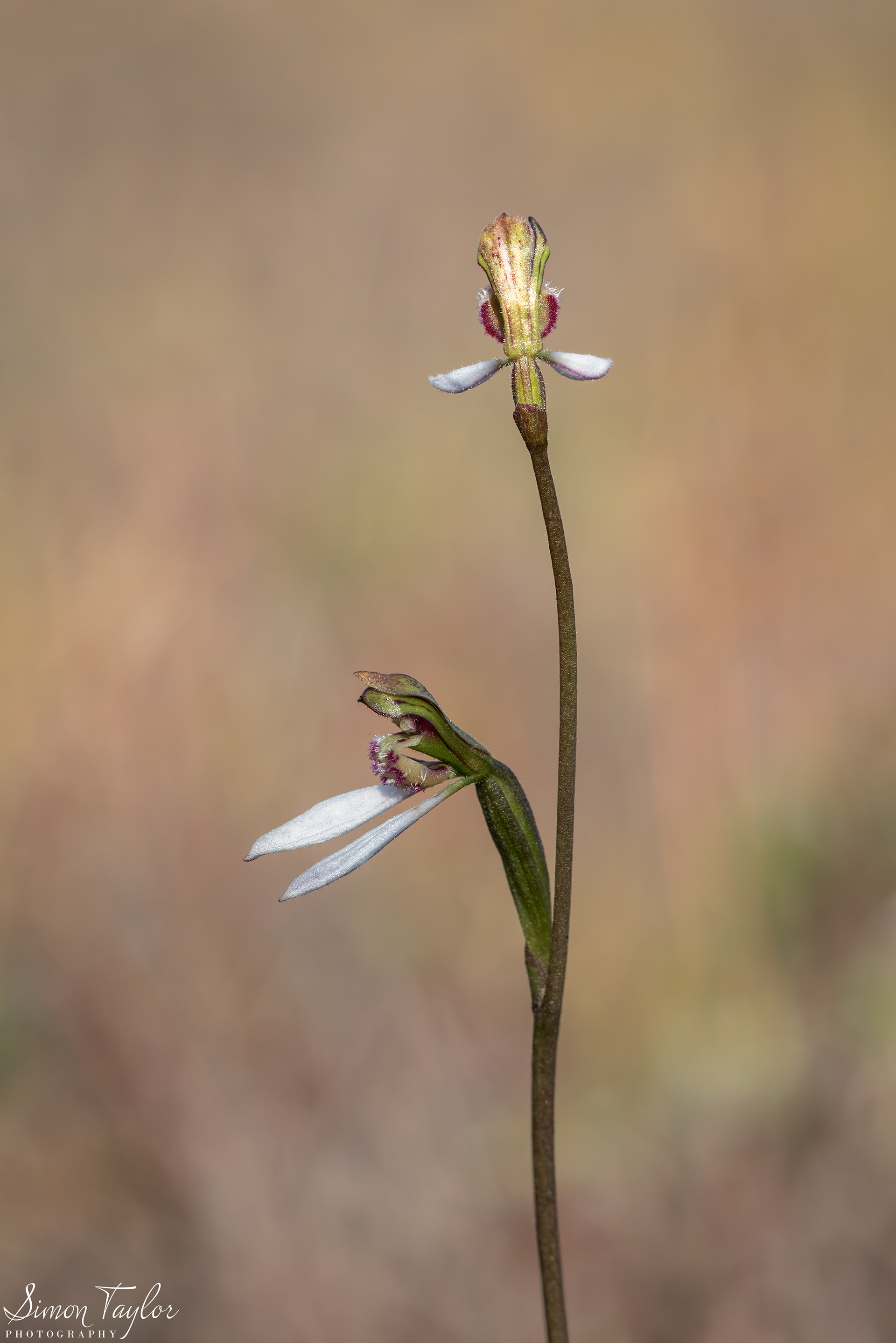 Eriochilus helonomos - Swamp Bunny Orchid 002