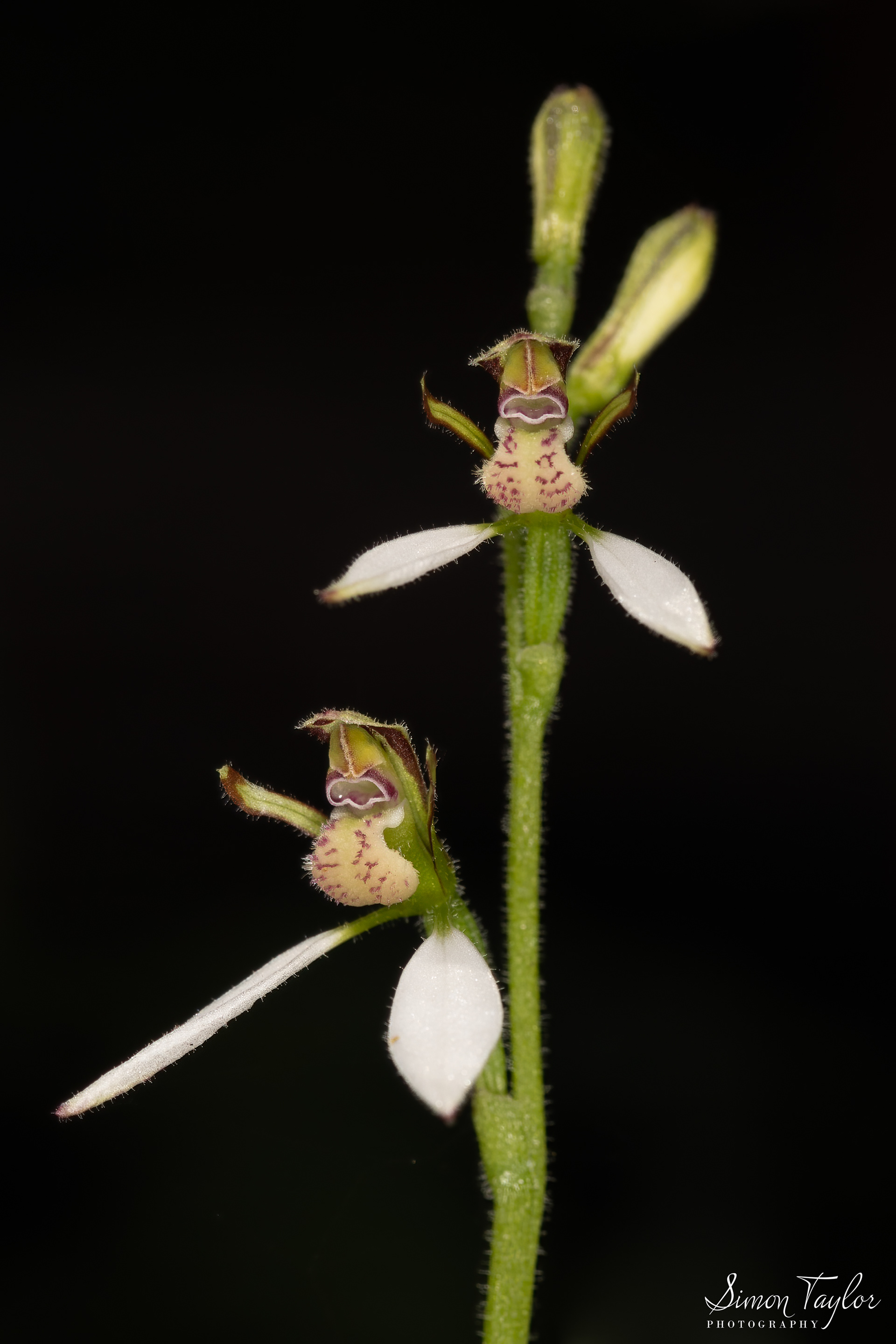 Eriochilus dilatatus subsp. multiflorus - Common Bunny Orchid 003