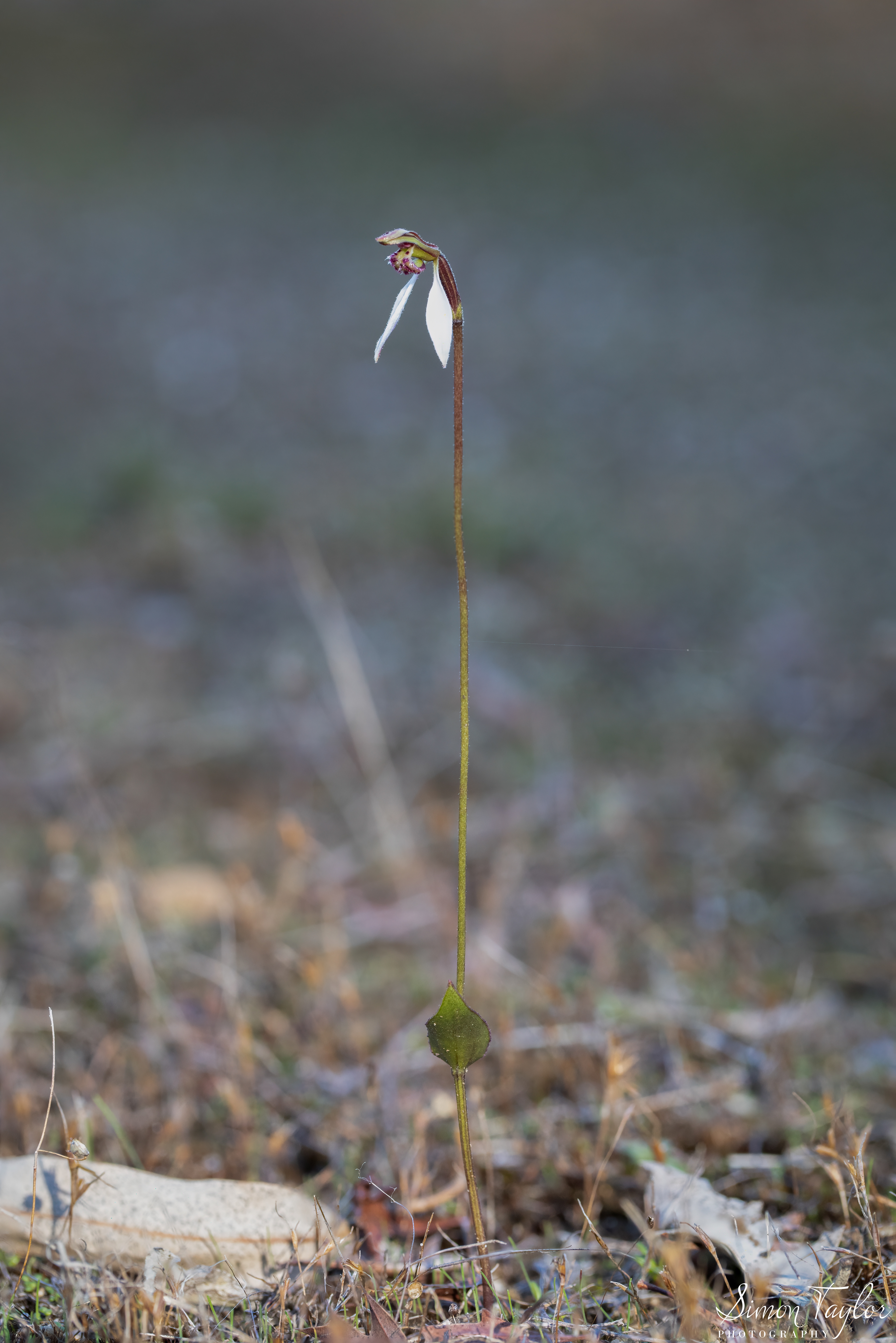 Eriochilus helonomos - Swamp Bunny Orchid 001