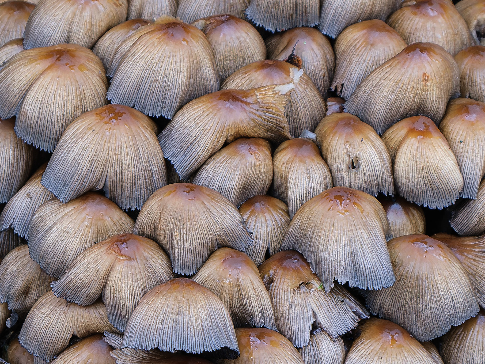 Melee of mushrooms