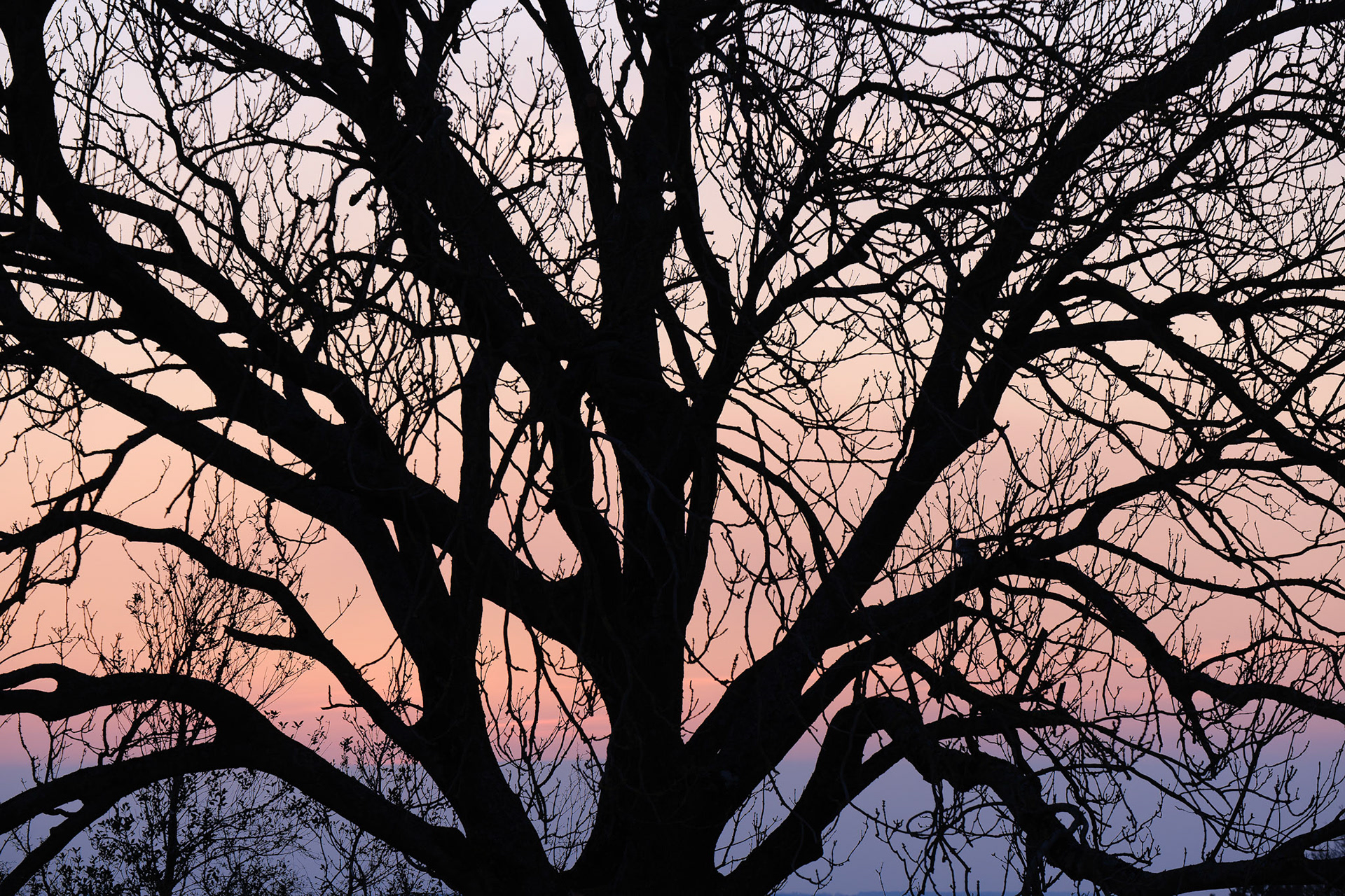 Tree Silhouette