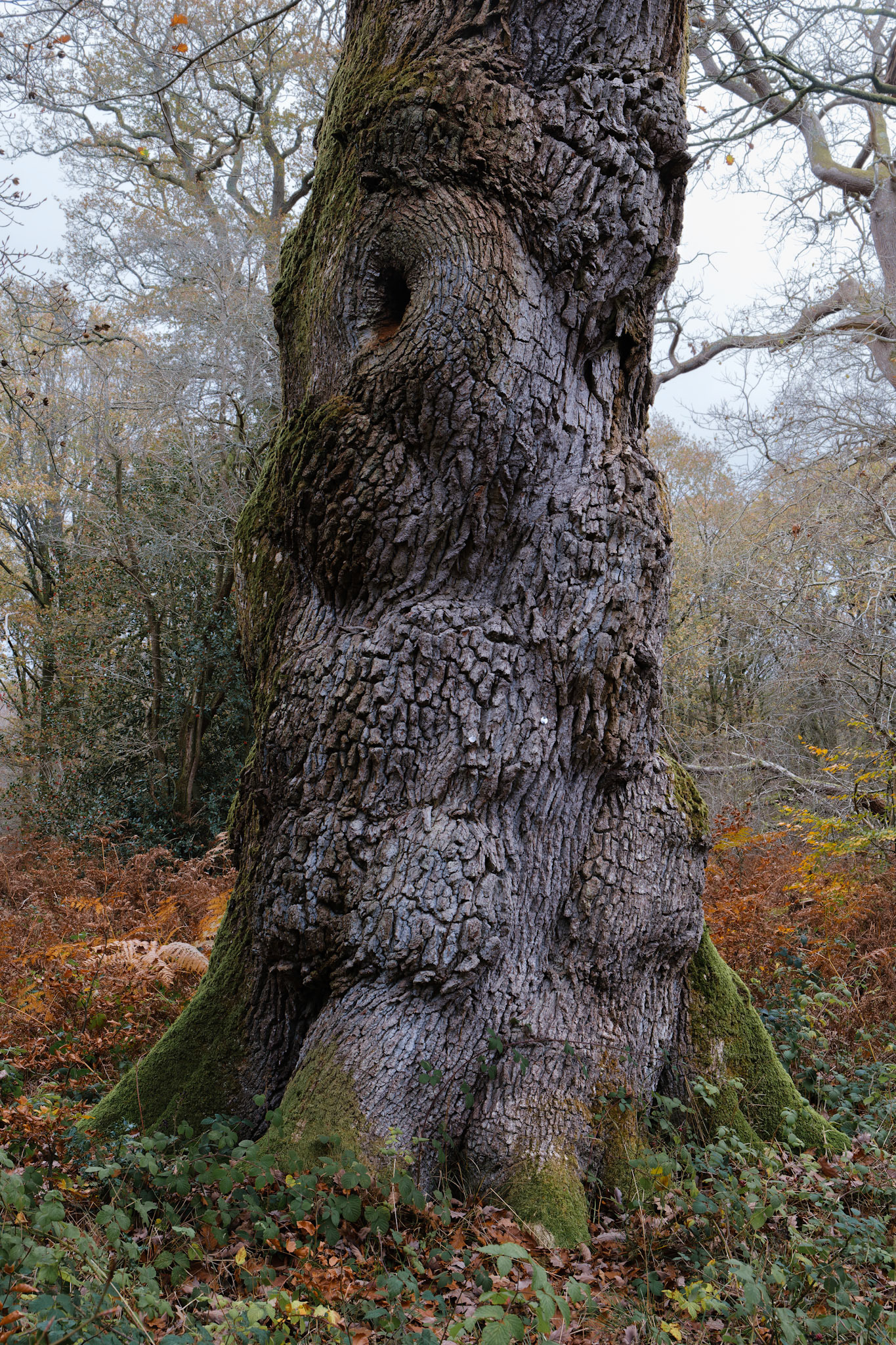 Savernake Oak