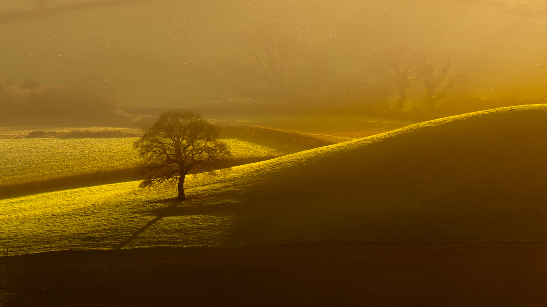 December sun, near Farmborough Common