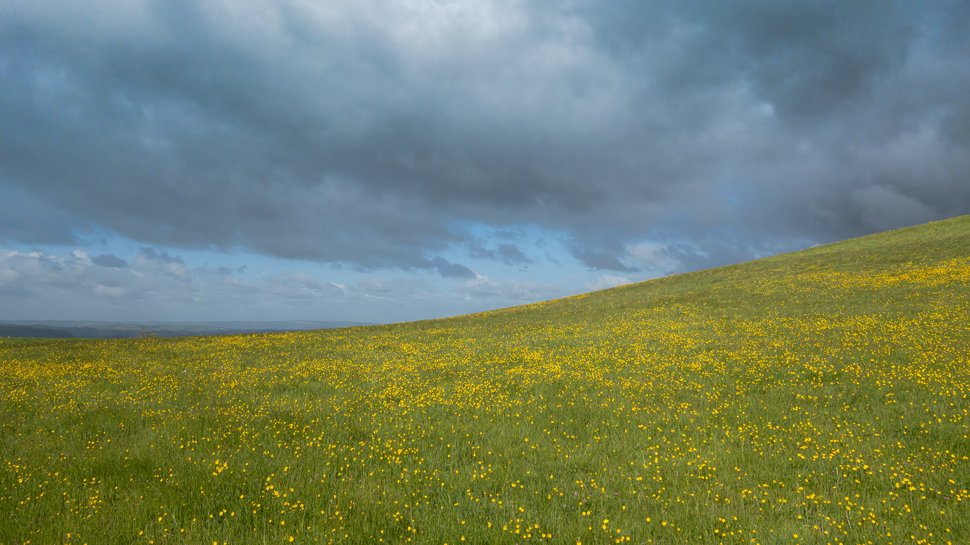 Summer meadow, Kelston Roundhill