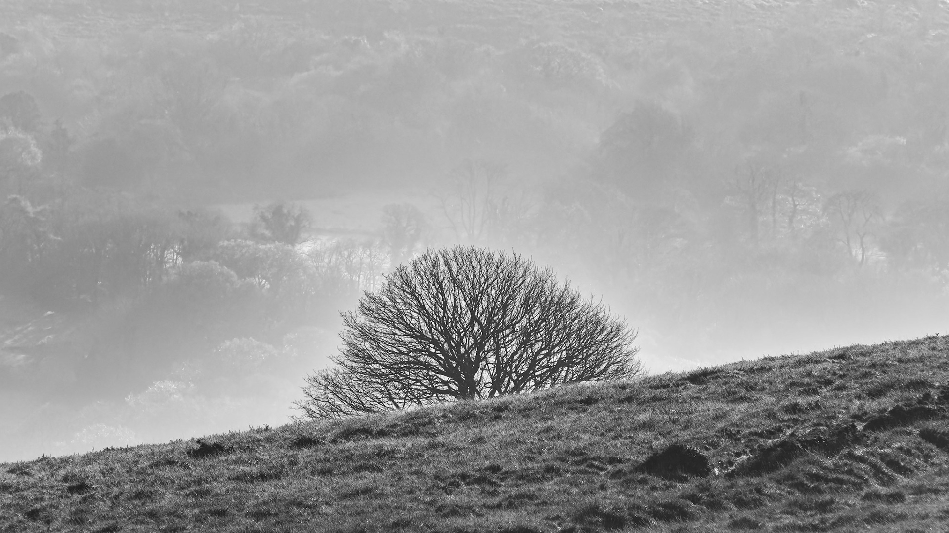 Emerging tree