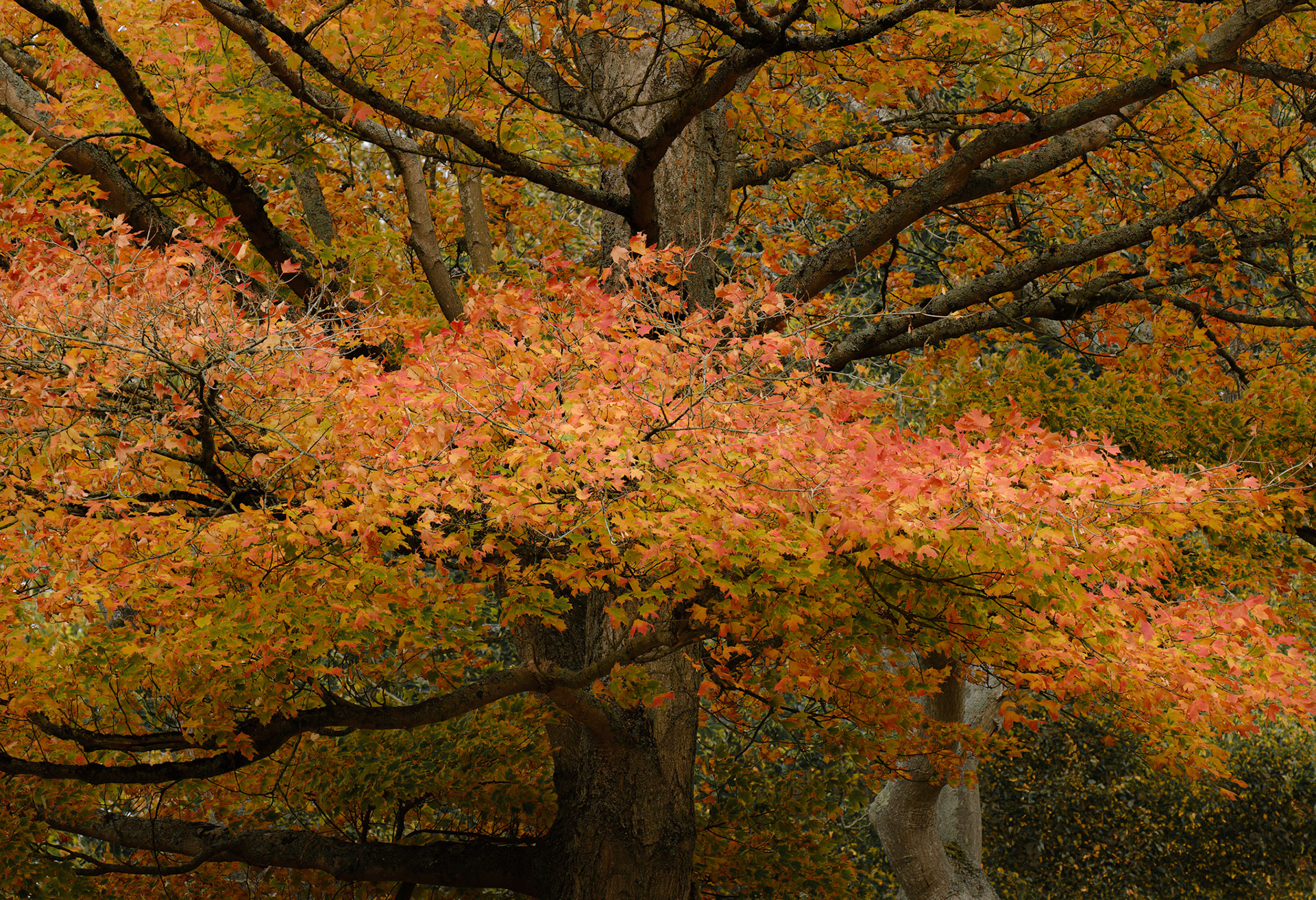 Autumn colours, Bath