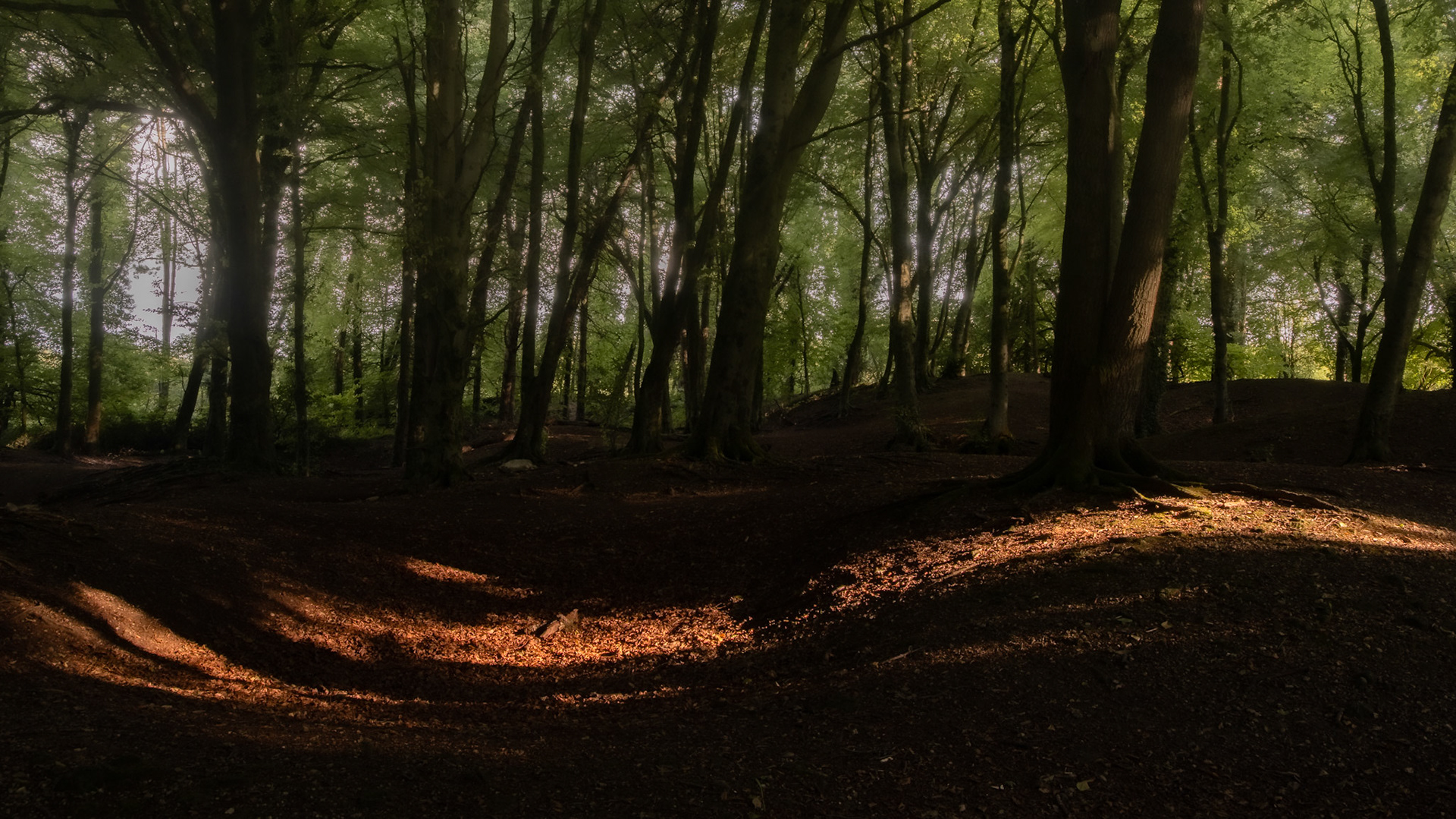Sunlit woodland floor