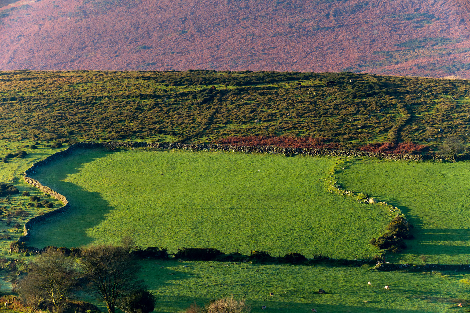 Repeated field pattern, Dartmoor