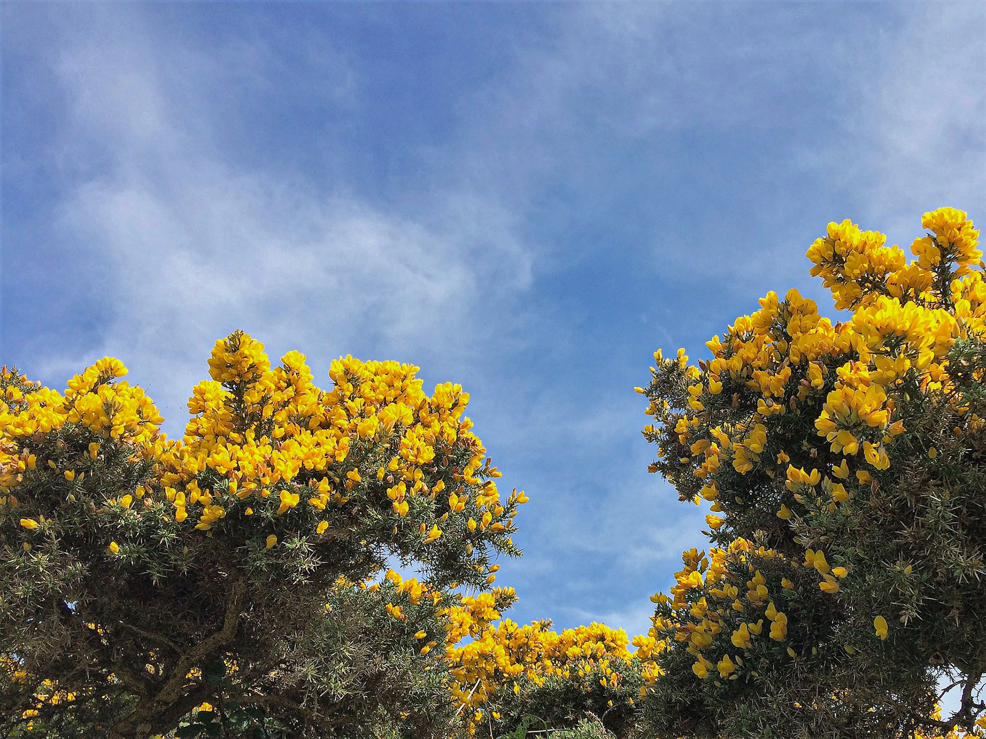 Gorse