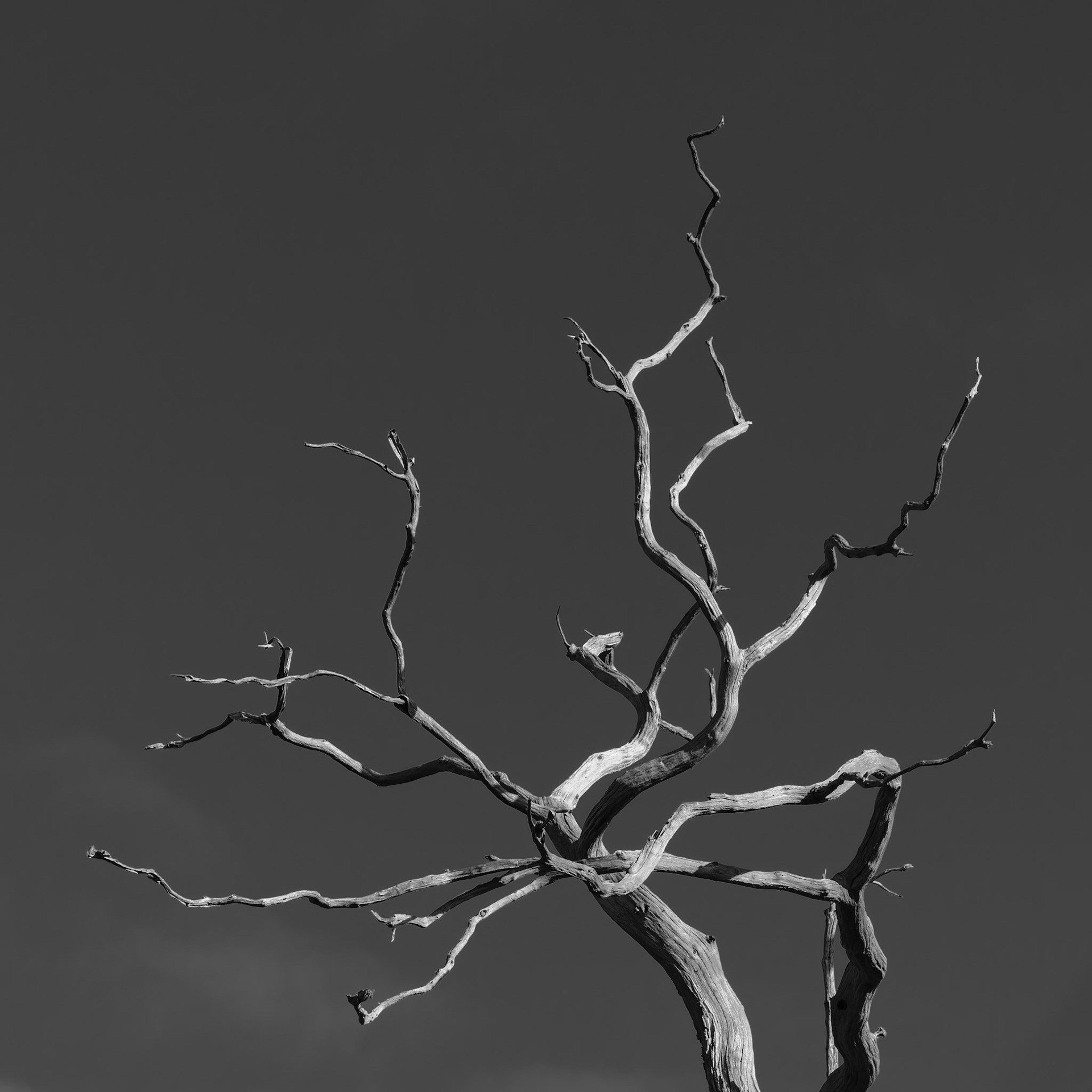 Dead tree