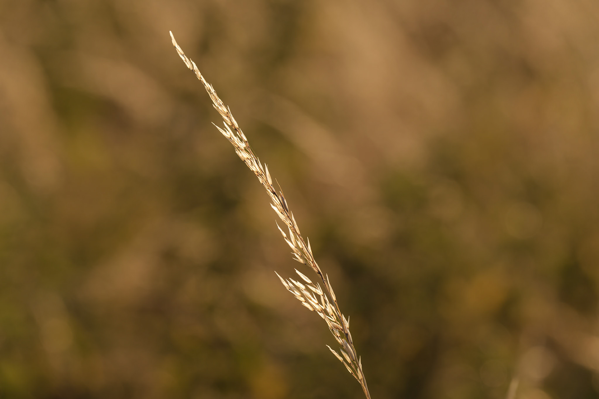 Summer grass