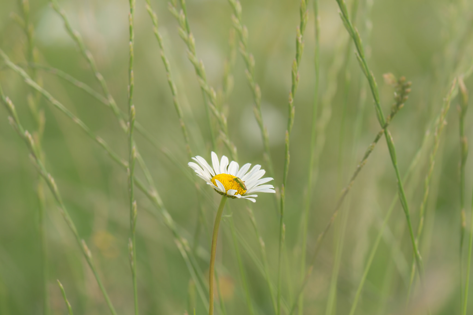 Daisy