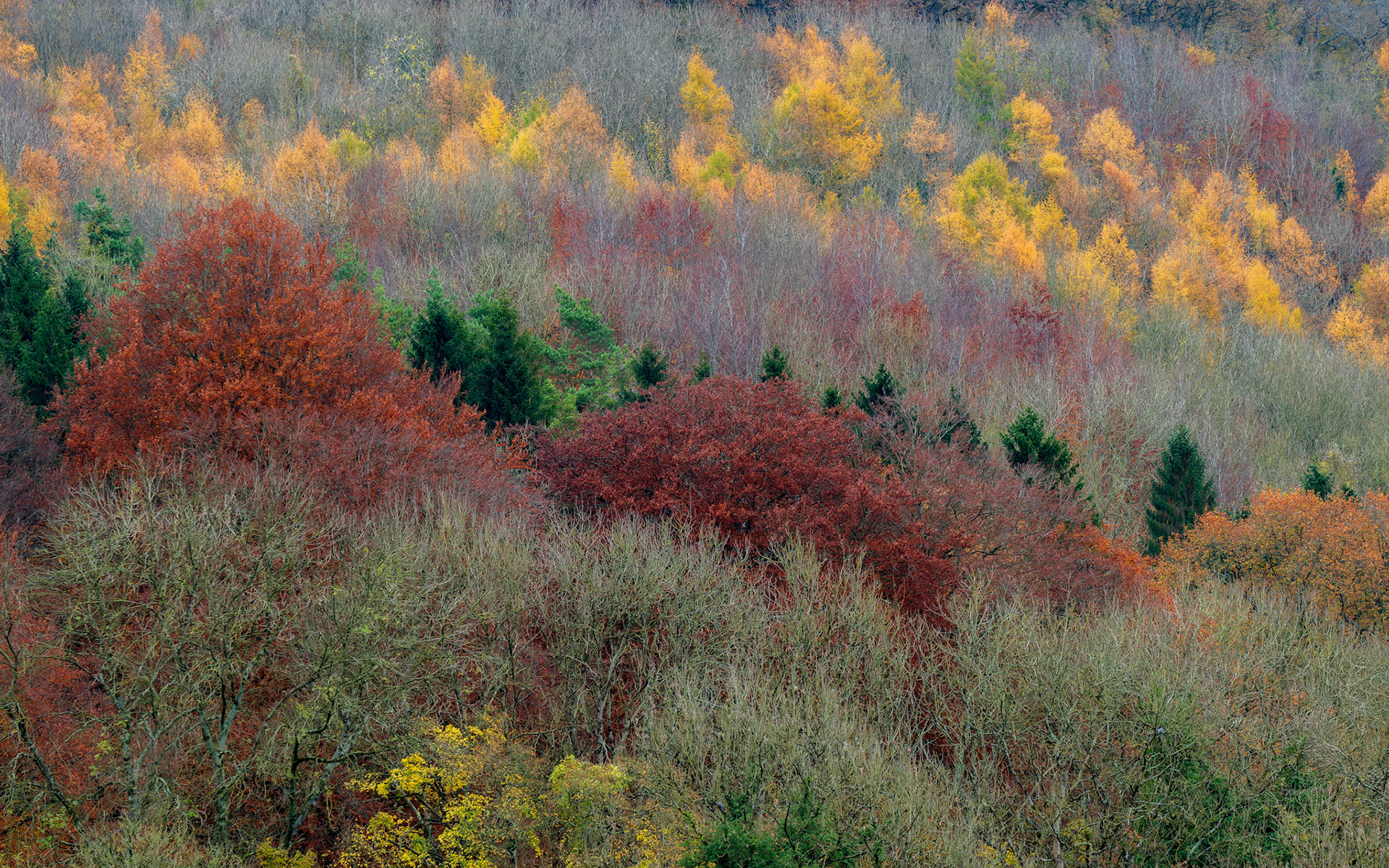 Autumn colour, Limpley Stoke