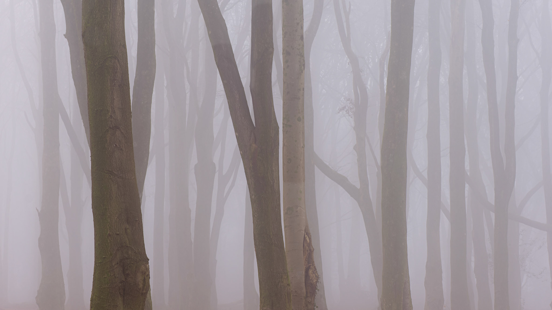 Foggy beech wood
