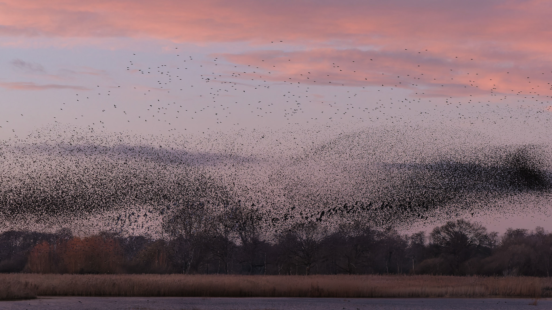 Starling murmuration, Ham Wall RSPB Reserve